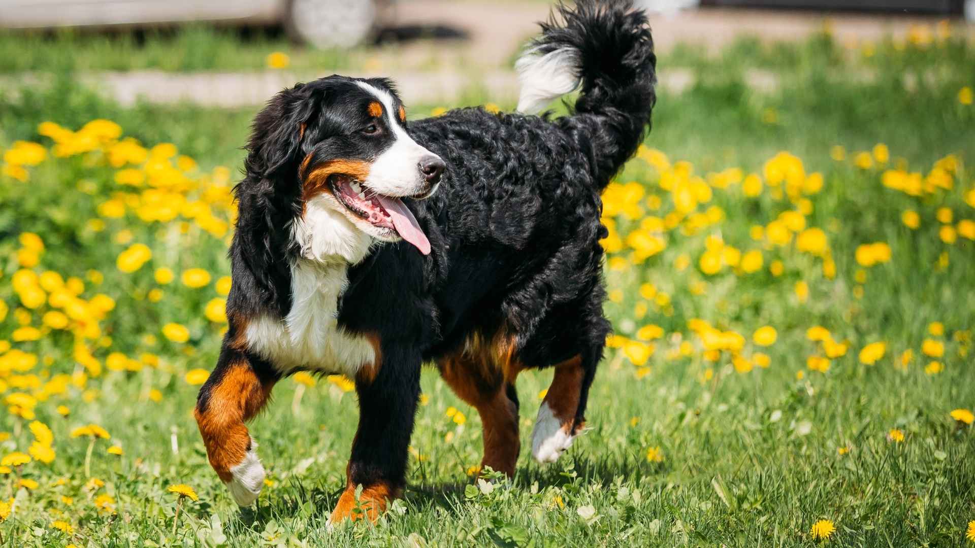 7 Swiss Mountain Dog Breeds That You'll Instantly Fall In Love With