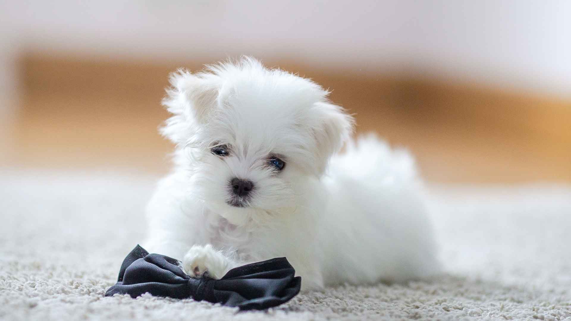 7 Teacup Size Dog Breeds for Tiny Paws and Big Hearts