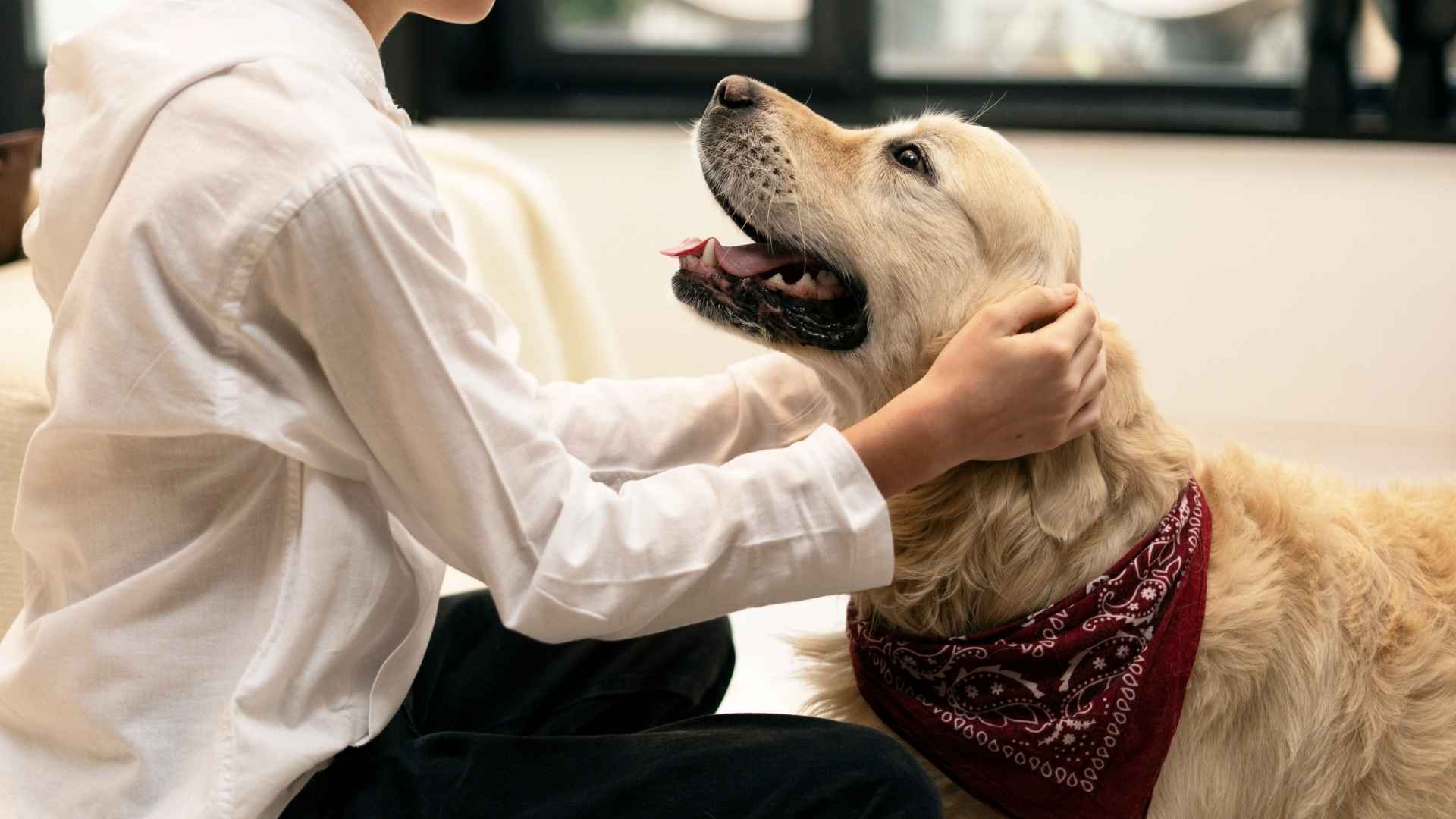 7 Therapy Dog Breeds for PTSD That Truly Understand the Unspoken