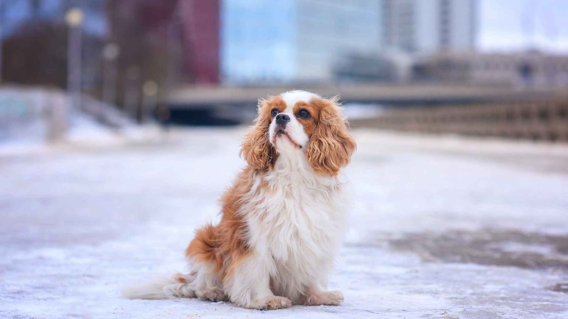 7 Tiny Dog Breeds For City Living: Compact, Quiet, and Adorable