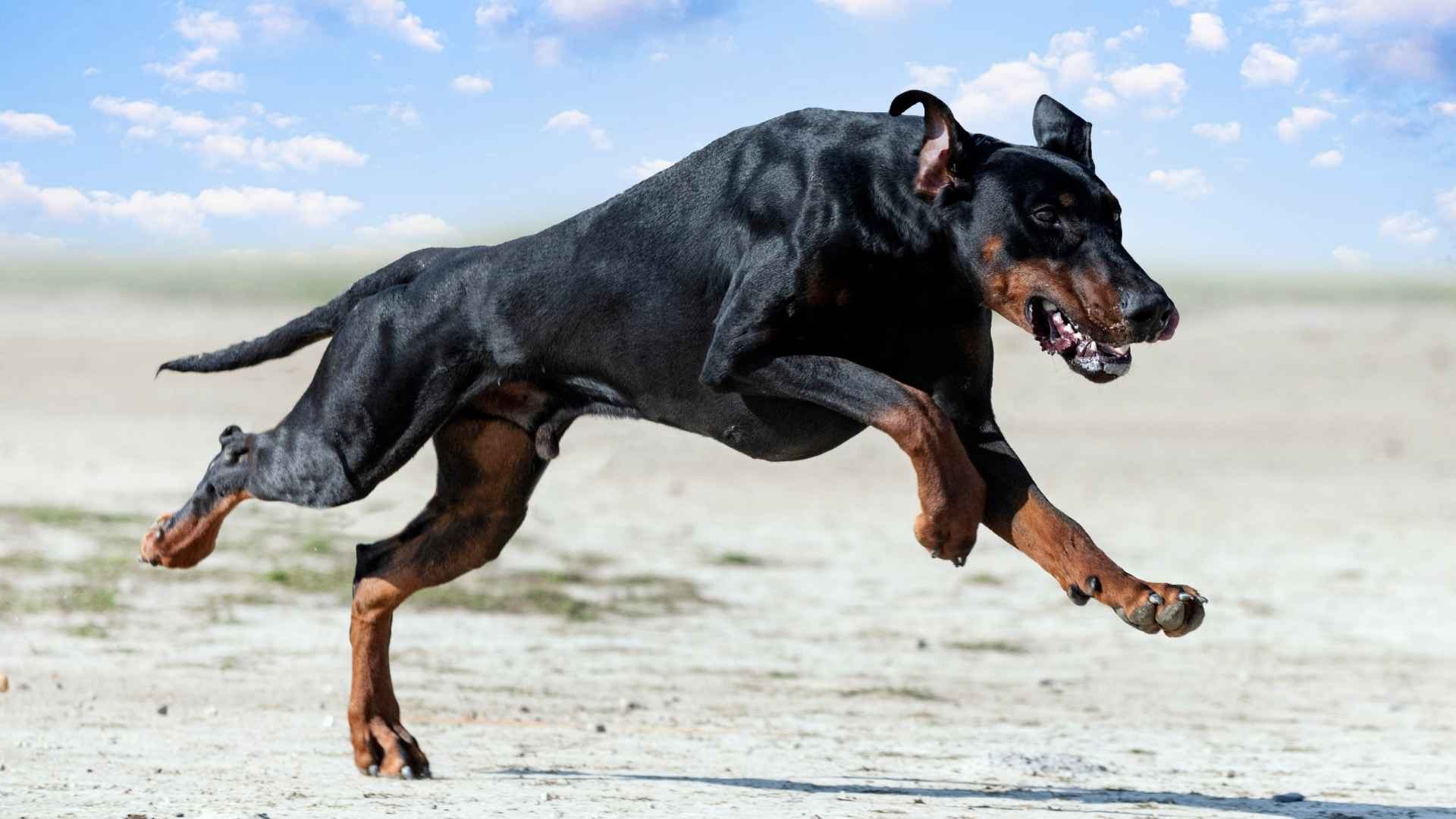 7 Tough Dog Breeds That Make Fearless Guardians