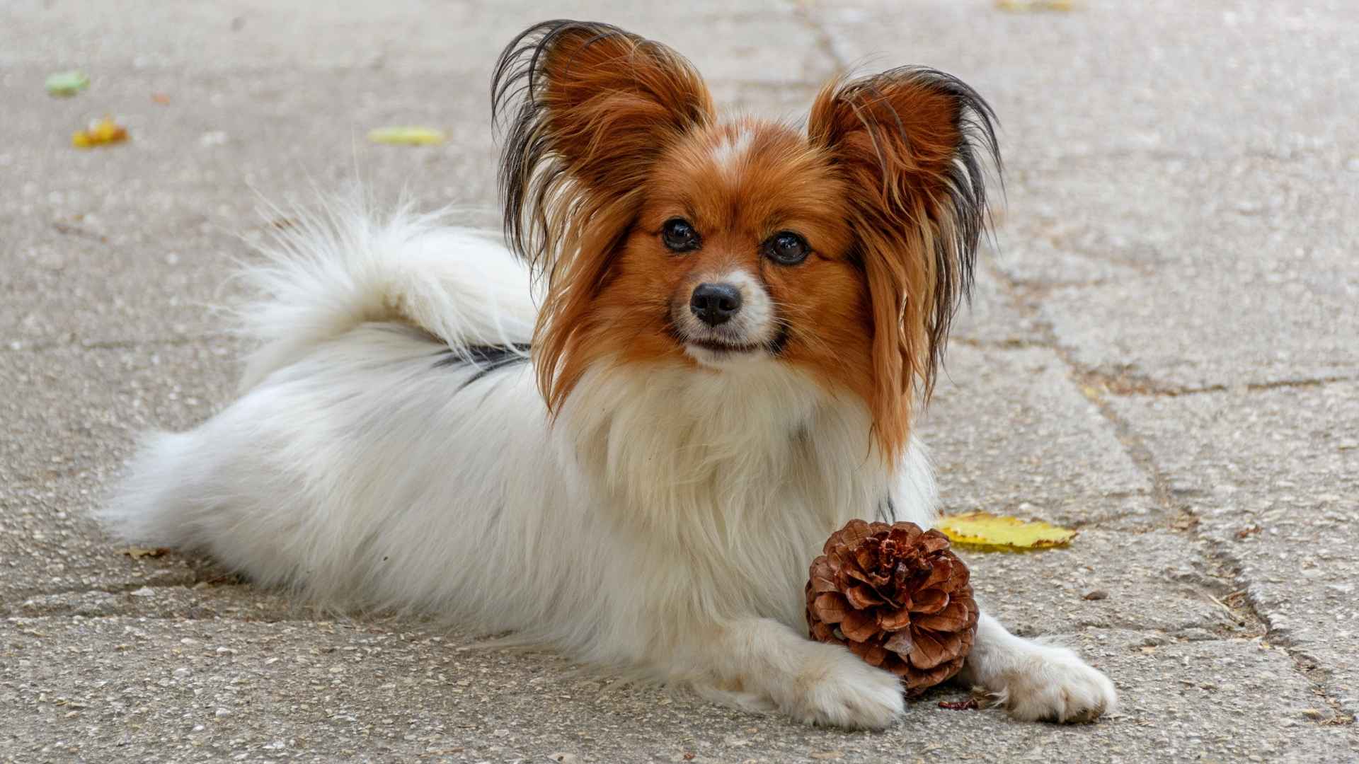 7 Toy Dog Breeds with Long Lifespan that Will Be by Your Side for Years