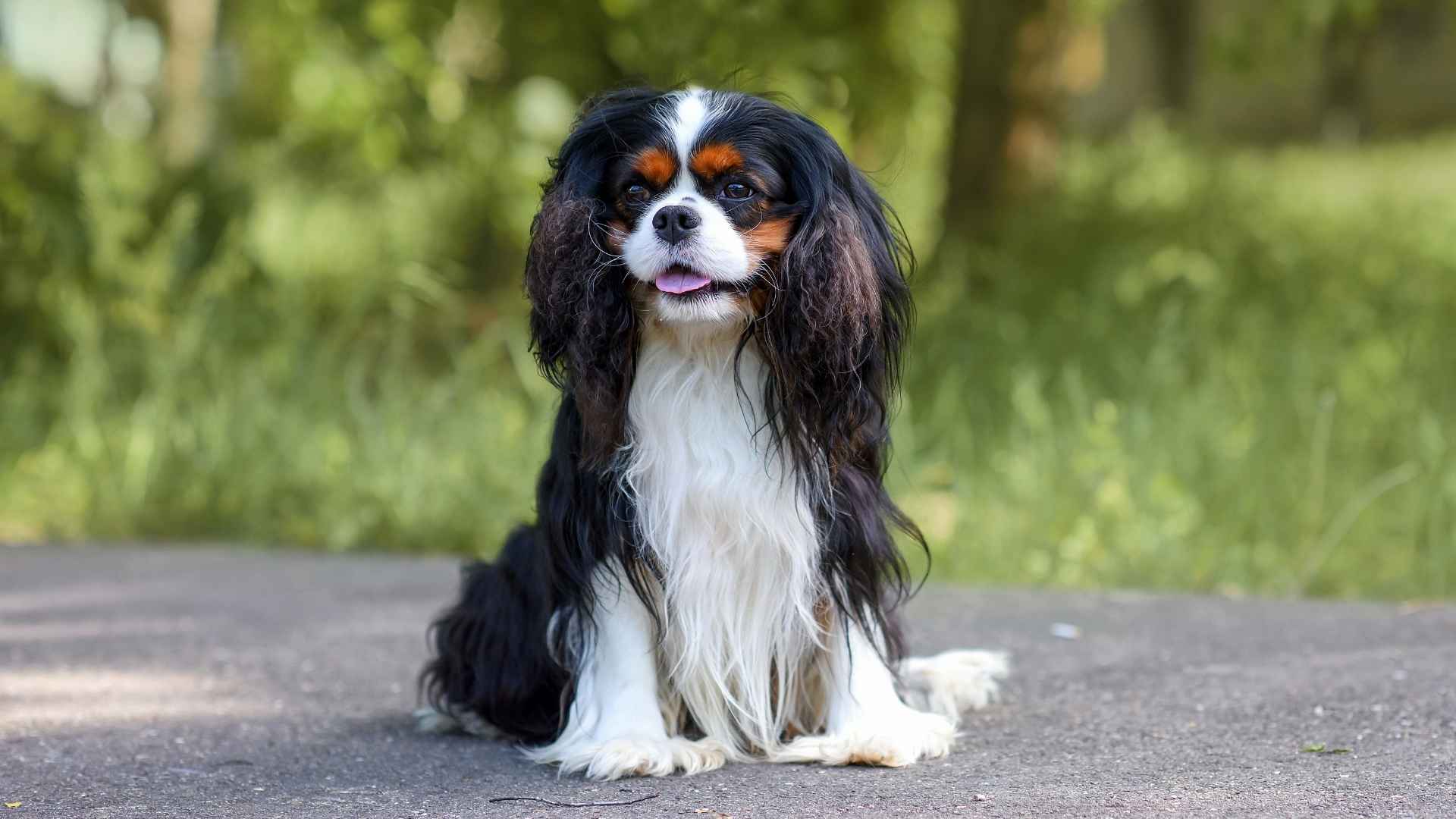 7 Toy Dogs That Rarely Bark for Noise-Sensitive Households
