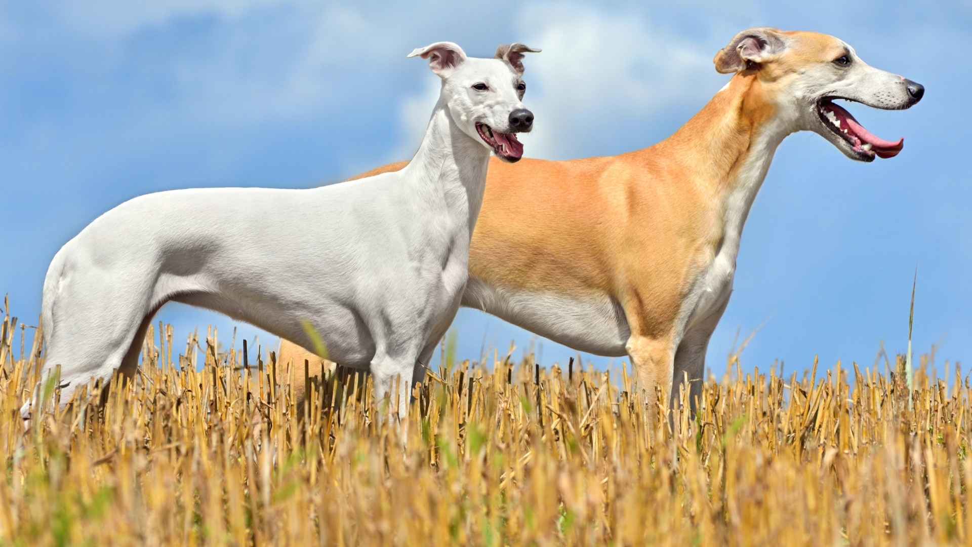 7 Trainable Dog Breeds For Hot Climates and Warm Weather Living