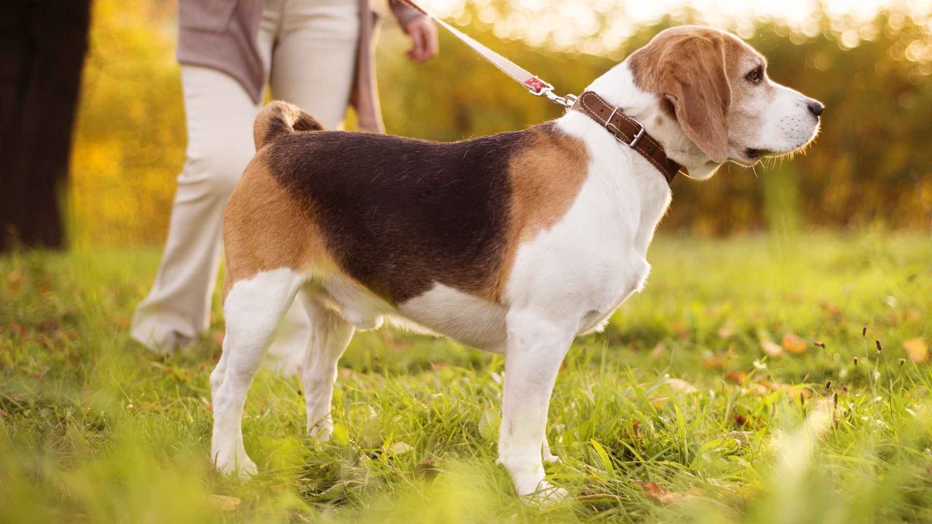 7 Training Resistant Dog Breeds: Challenging Yet Lovable