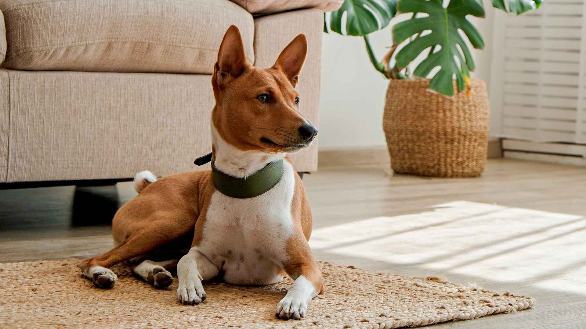 7 Ultimate Dog Breeds That Rarely Ever Bark for Stress Free Living