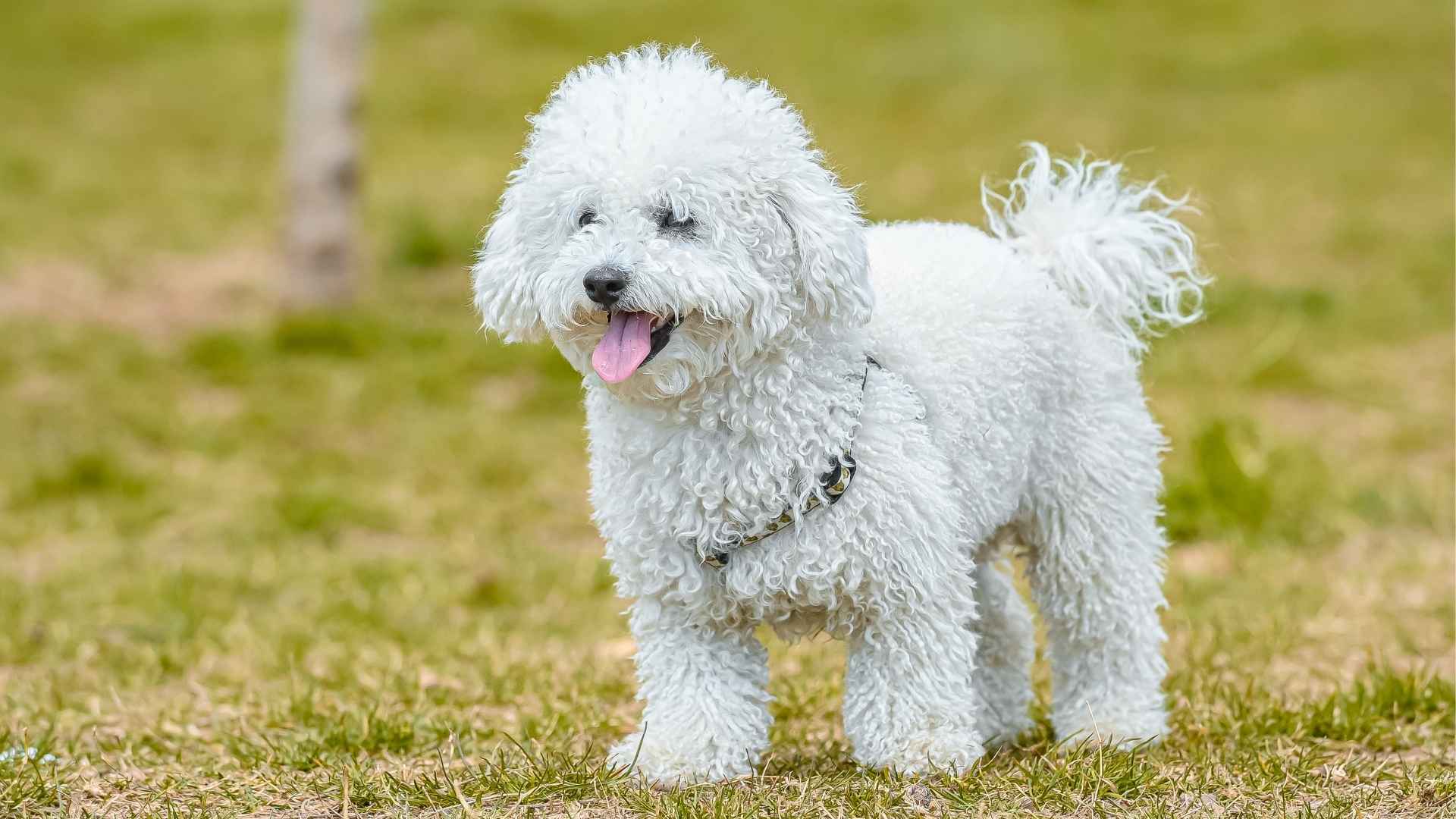 7 Ultimate Most Tenderhearted Dog Breeds You'll Instantly Bond With