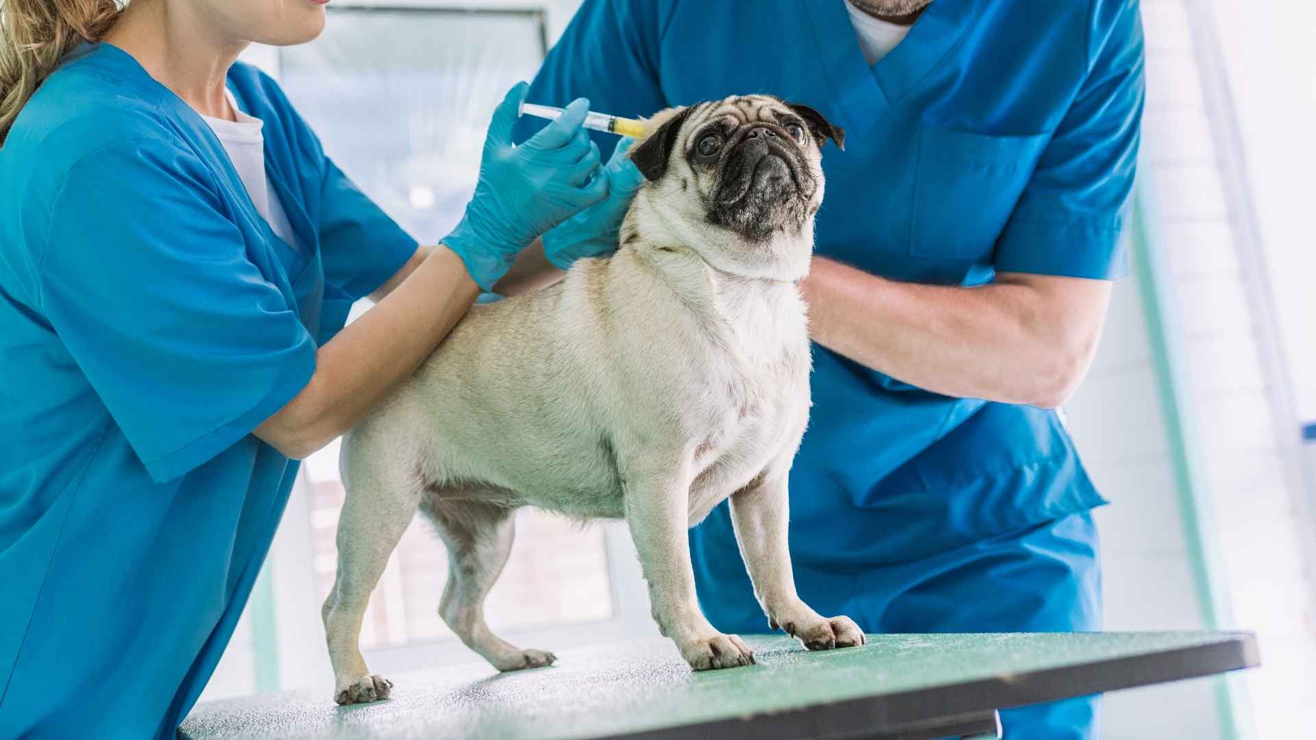 7 Unhealthy Dog Breeds With Serious Health Issues