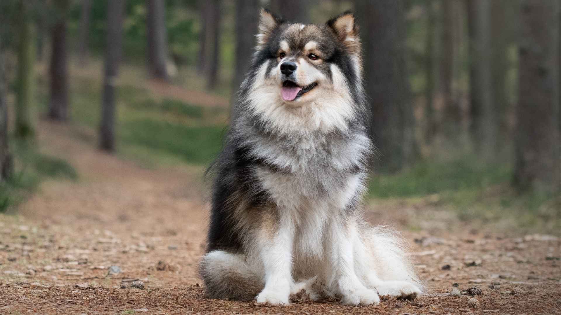 7 Unique-Looking Dog Breeds with a Long Lifespan
