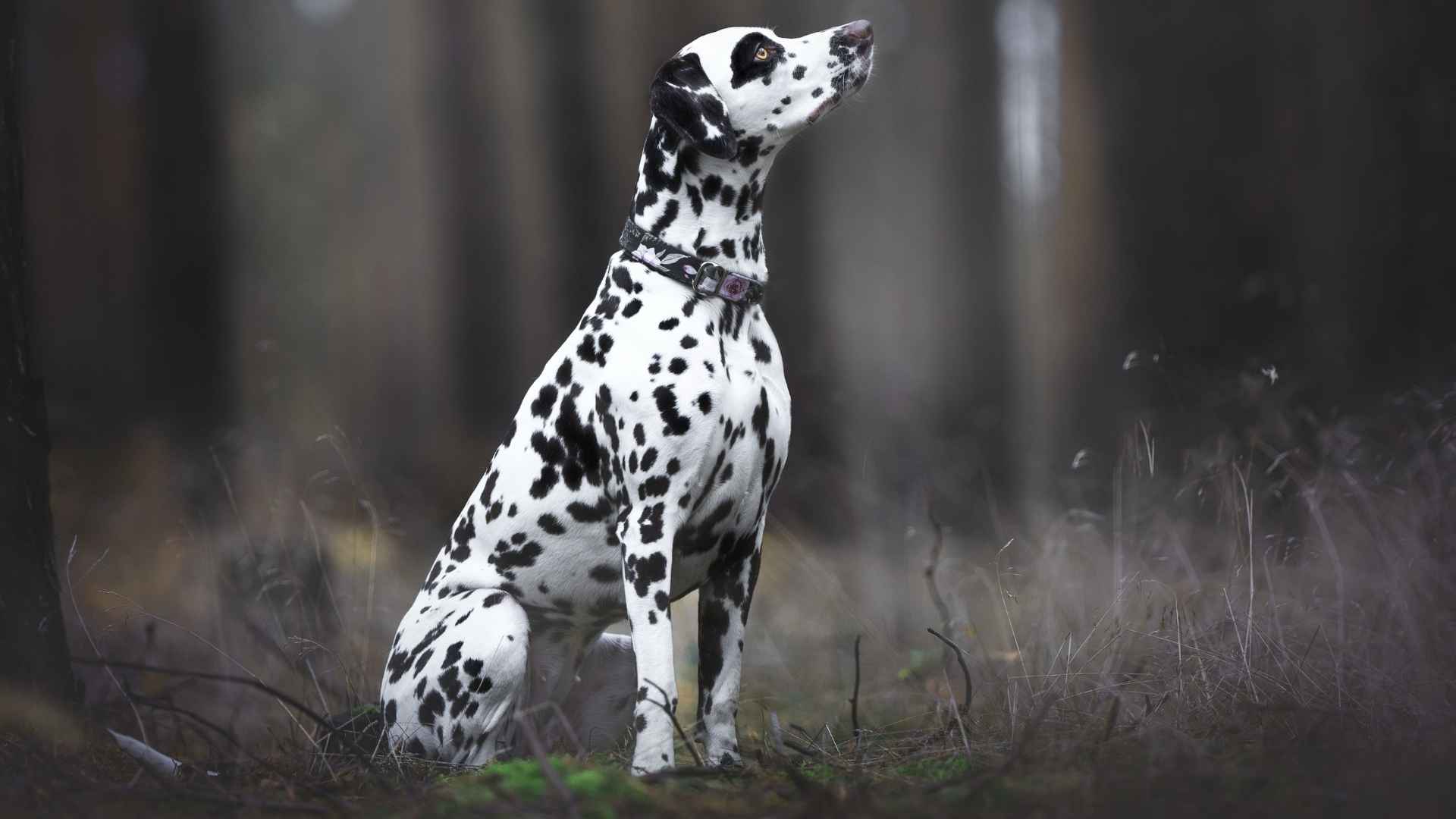 7 Unique Speckled Dog Breeds: True Masterpieces of Nature