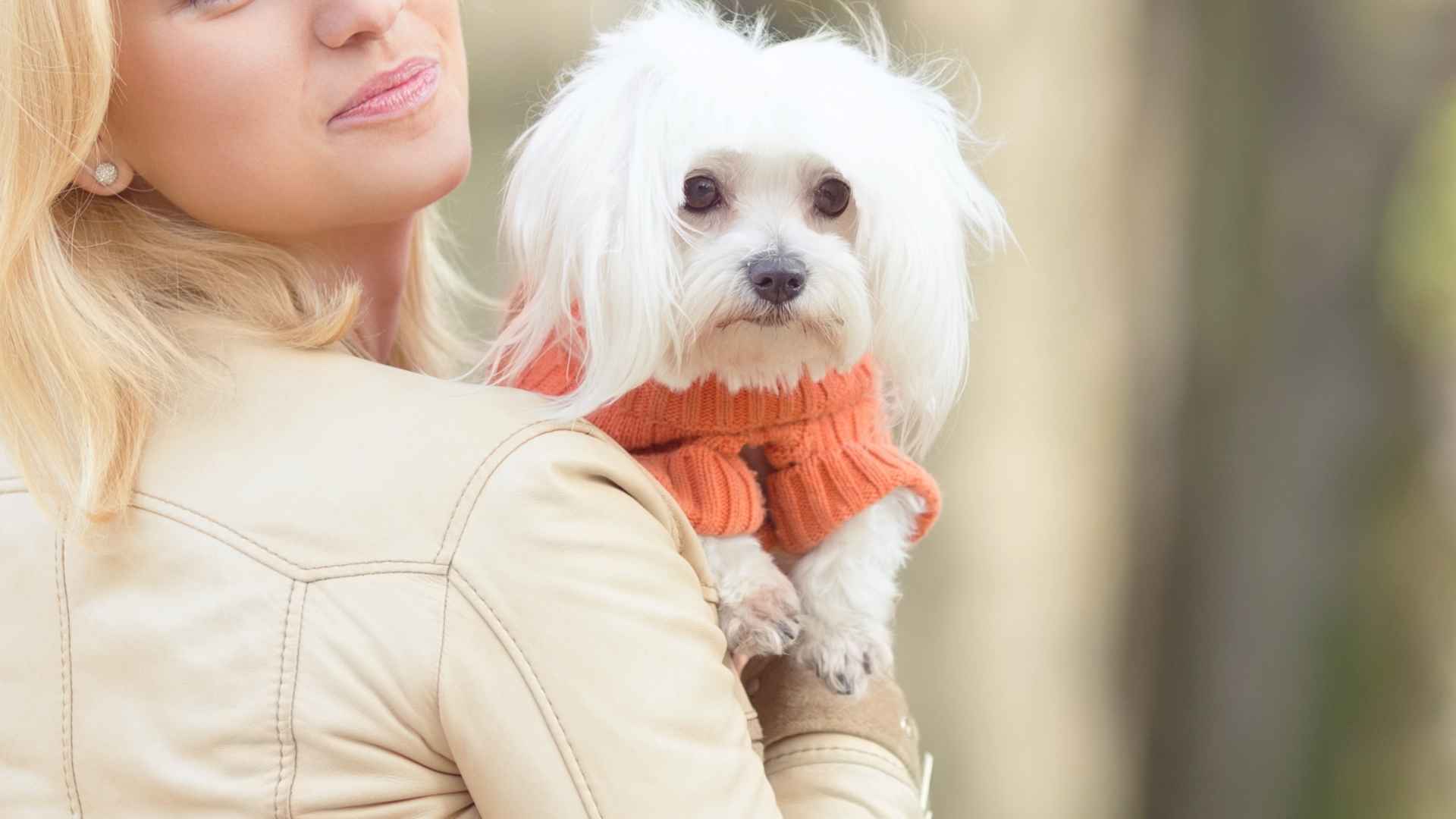 7 Velcro Dog Breeds That Follow You Everywhere (and Love It)