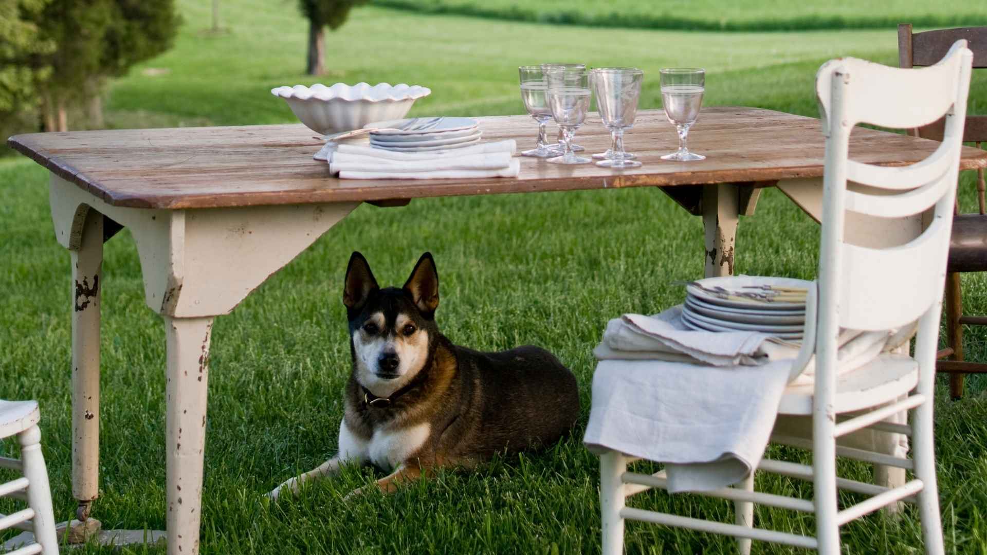 7 Watchful Dog Breeds That Guard Picnic Tables From Stray Cats at Outdoor Events