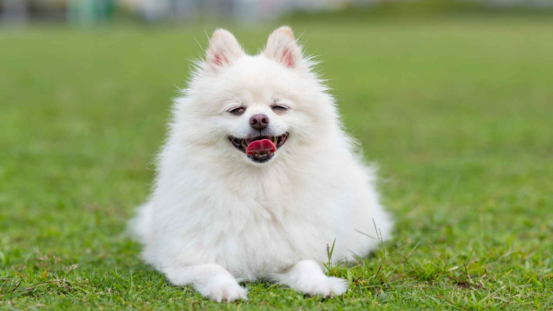 7 White Dog Breeds That Are Dramatic & Full of Personality