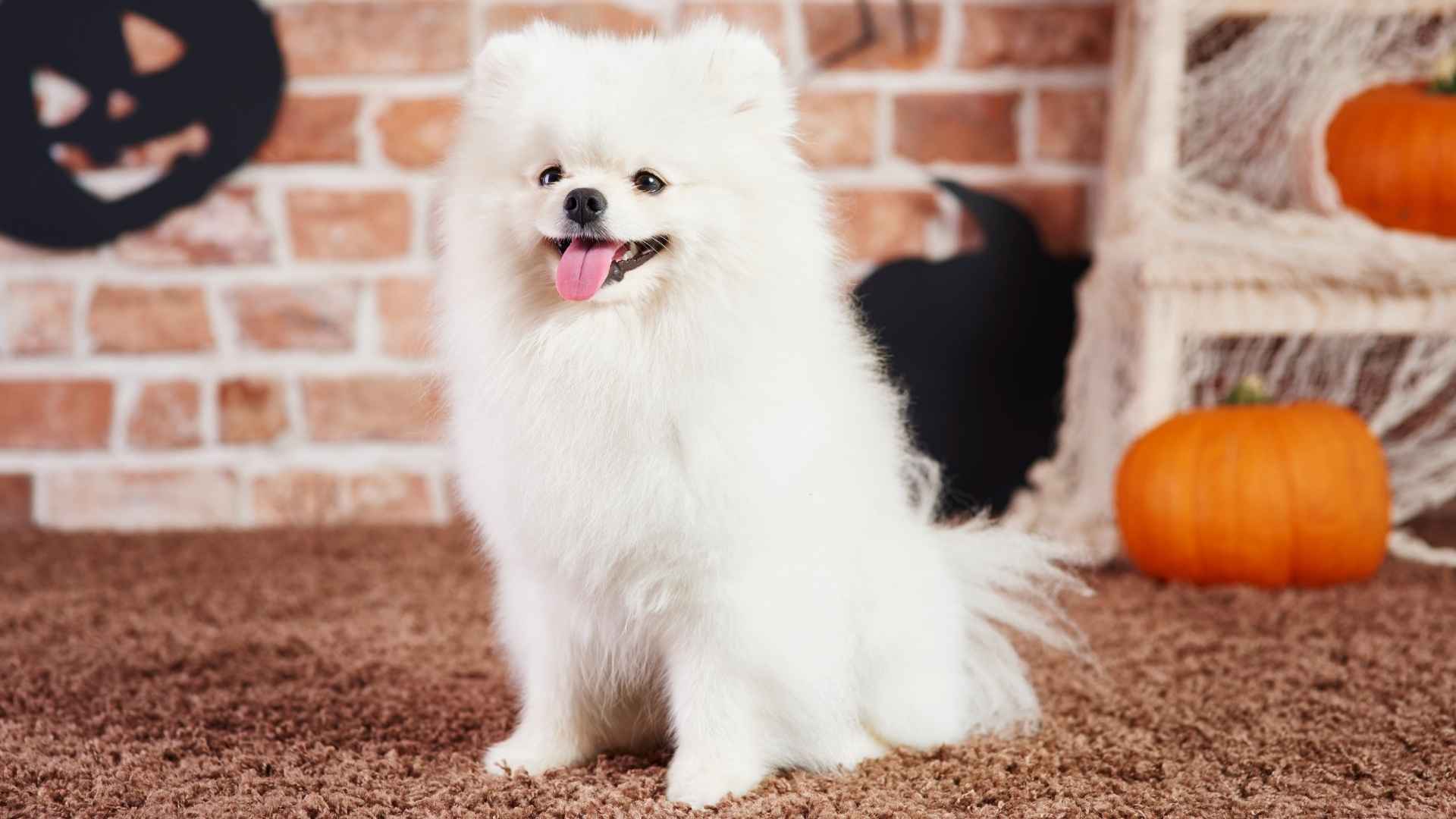 7 White Dog Breeds That Are Goofy and Playful