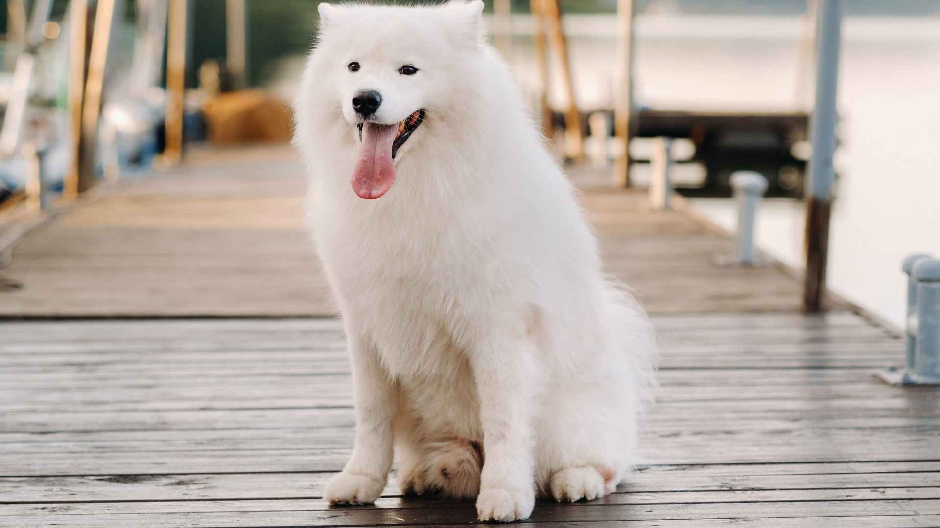 7 White Dog Breeds That Are Joyful: The Adorable Pups