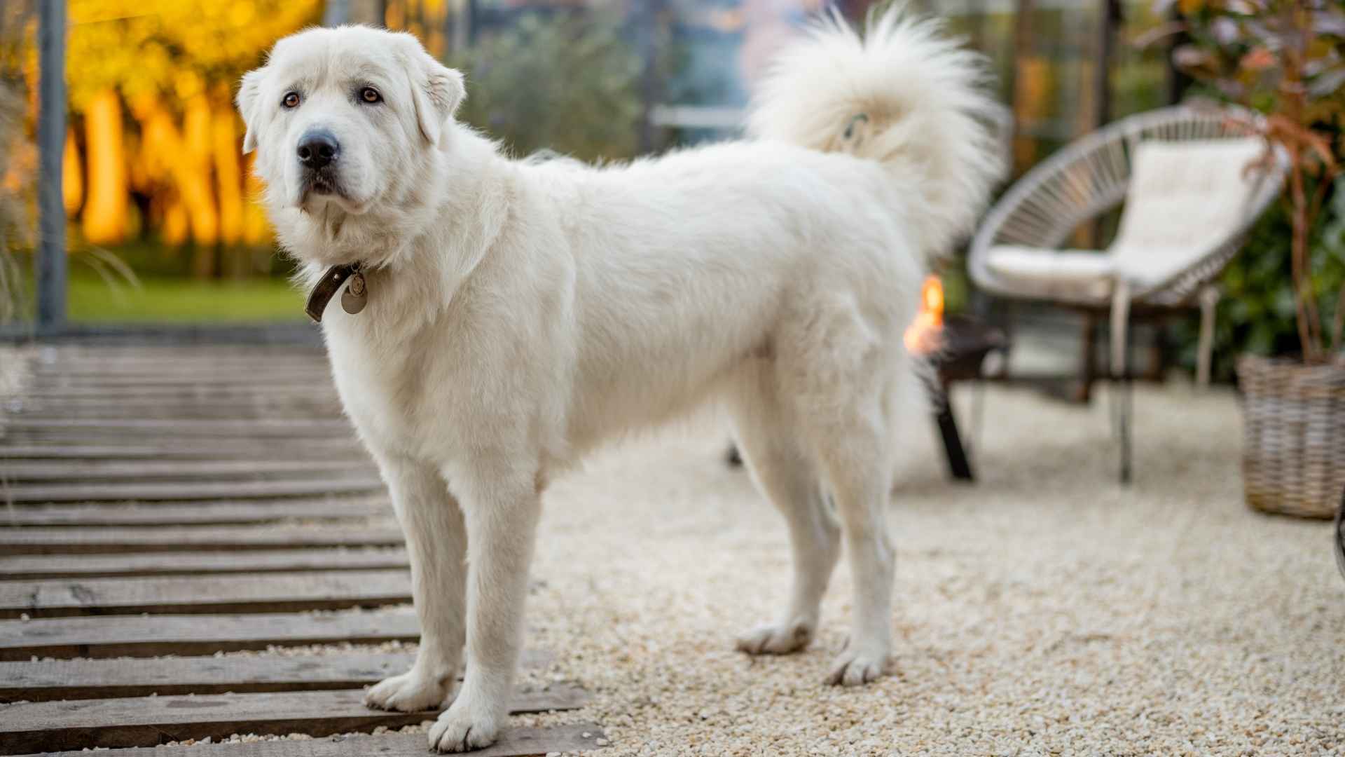 7 White Dog Breeds That Are Reliable and Never Let You Down