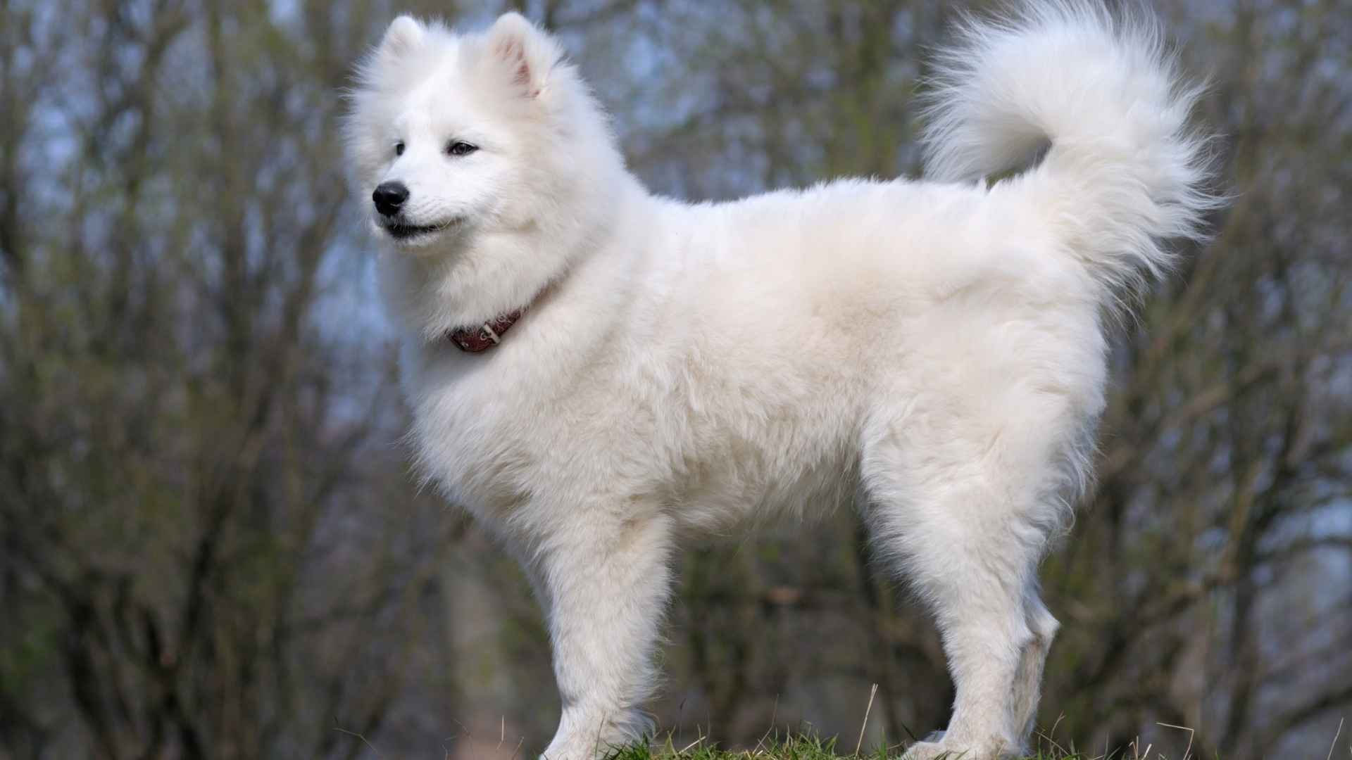 7 White Dog Breeds With Curly Tails That Steal the Spotlight