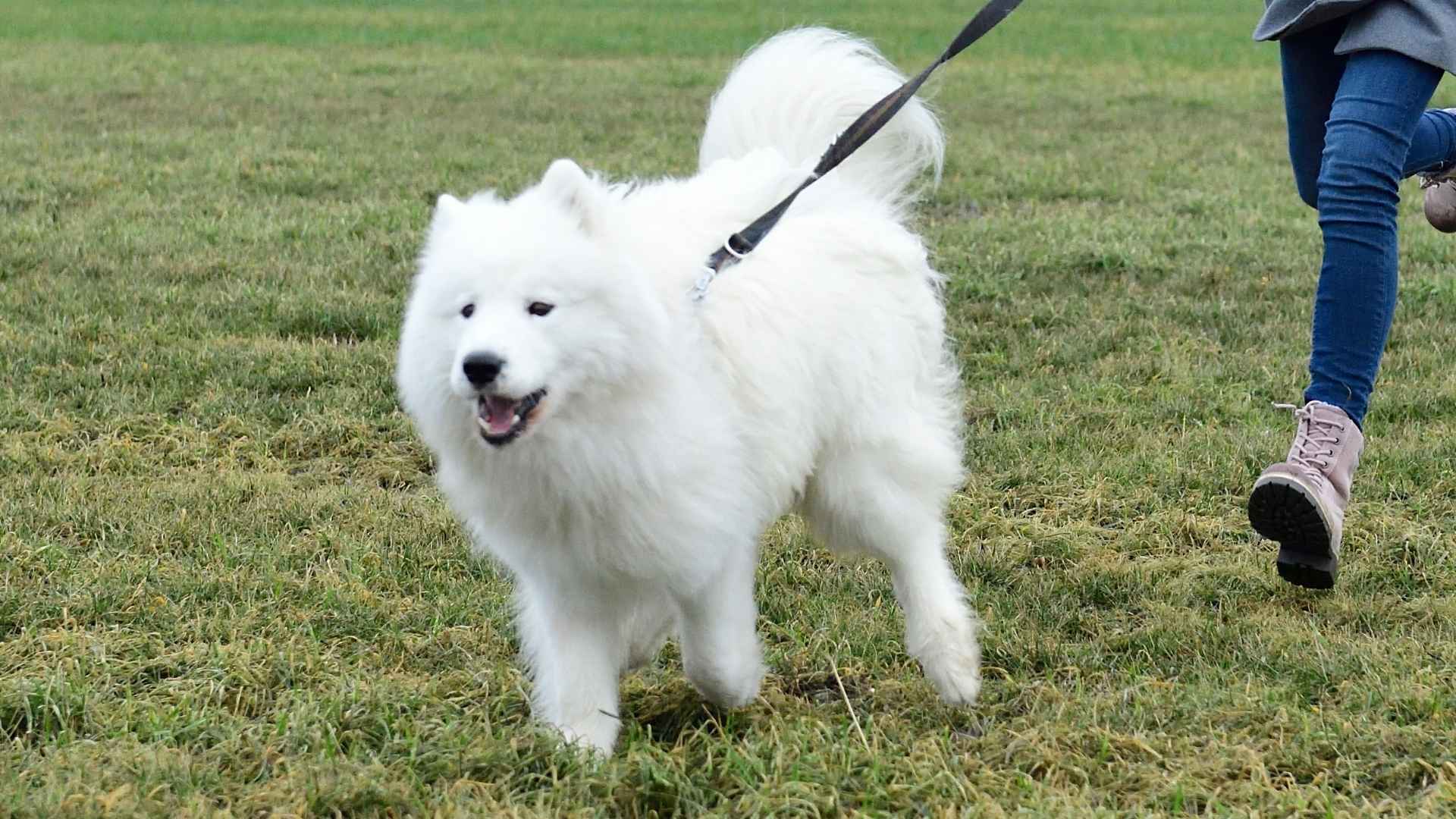 7 White Dog Breeds for Active People That Keep Up With You