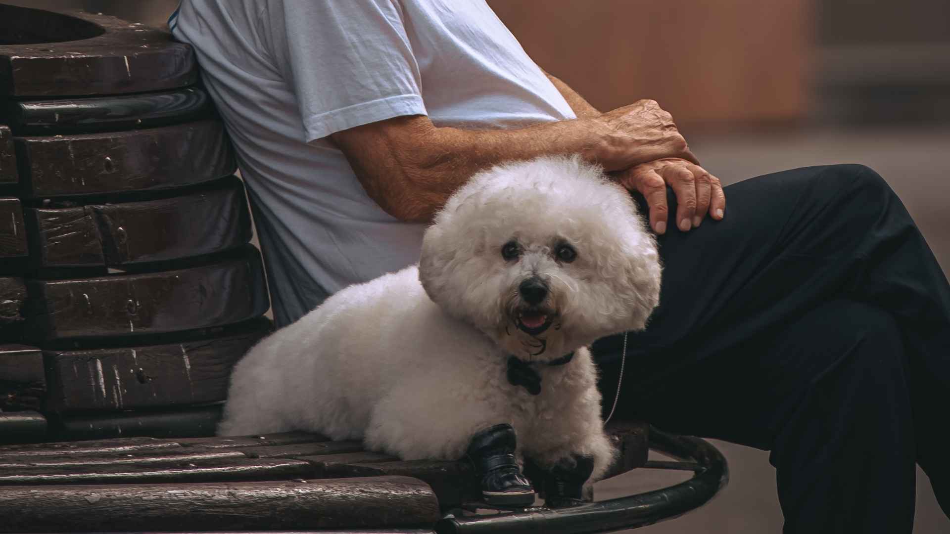 7 White Dog Breeds for Seniors That Suit a Slower, Peaceful Lifestyle