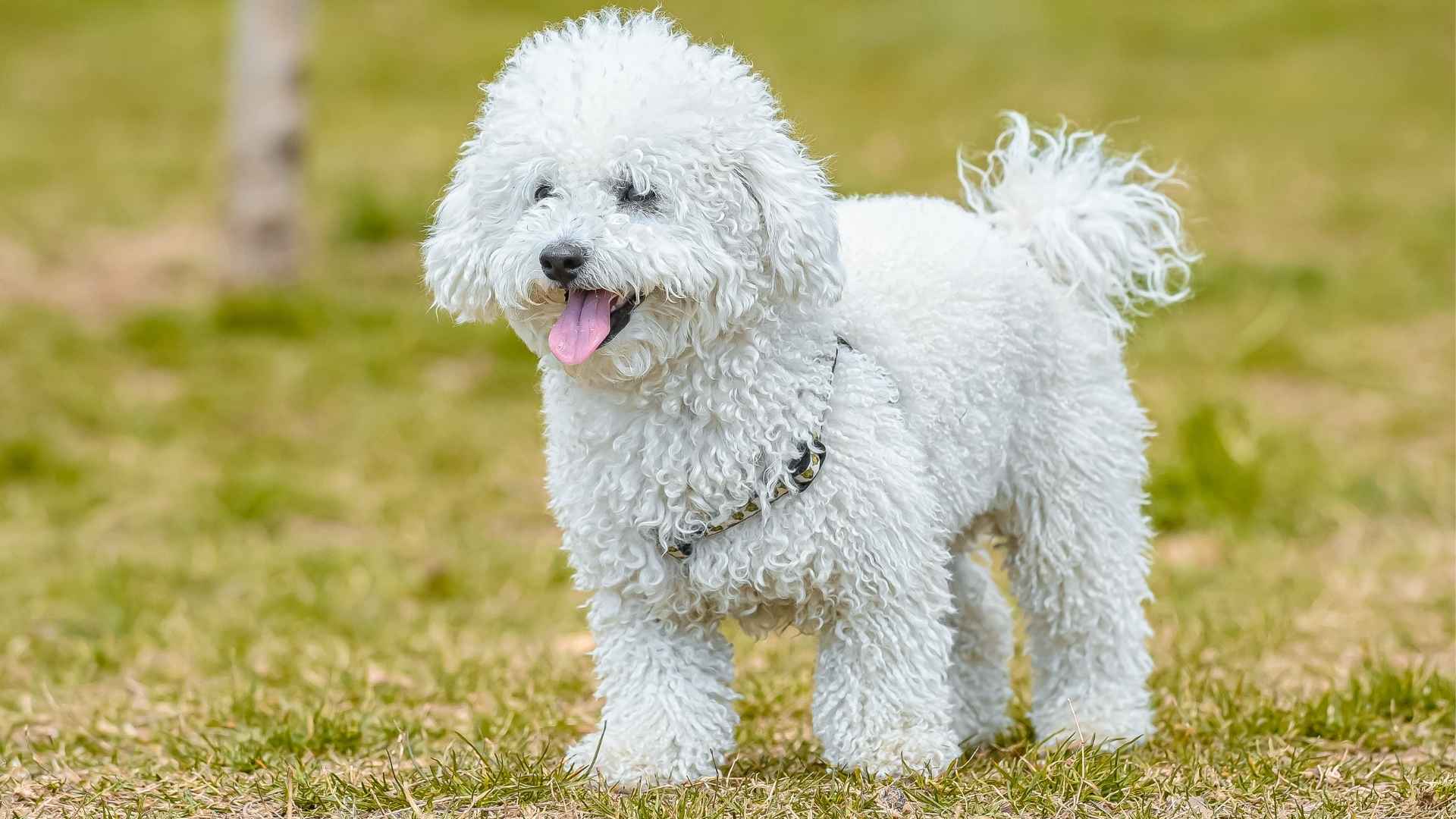 7 White Dog Breeds with Low Anxiety That Stay Cool and Collected