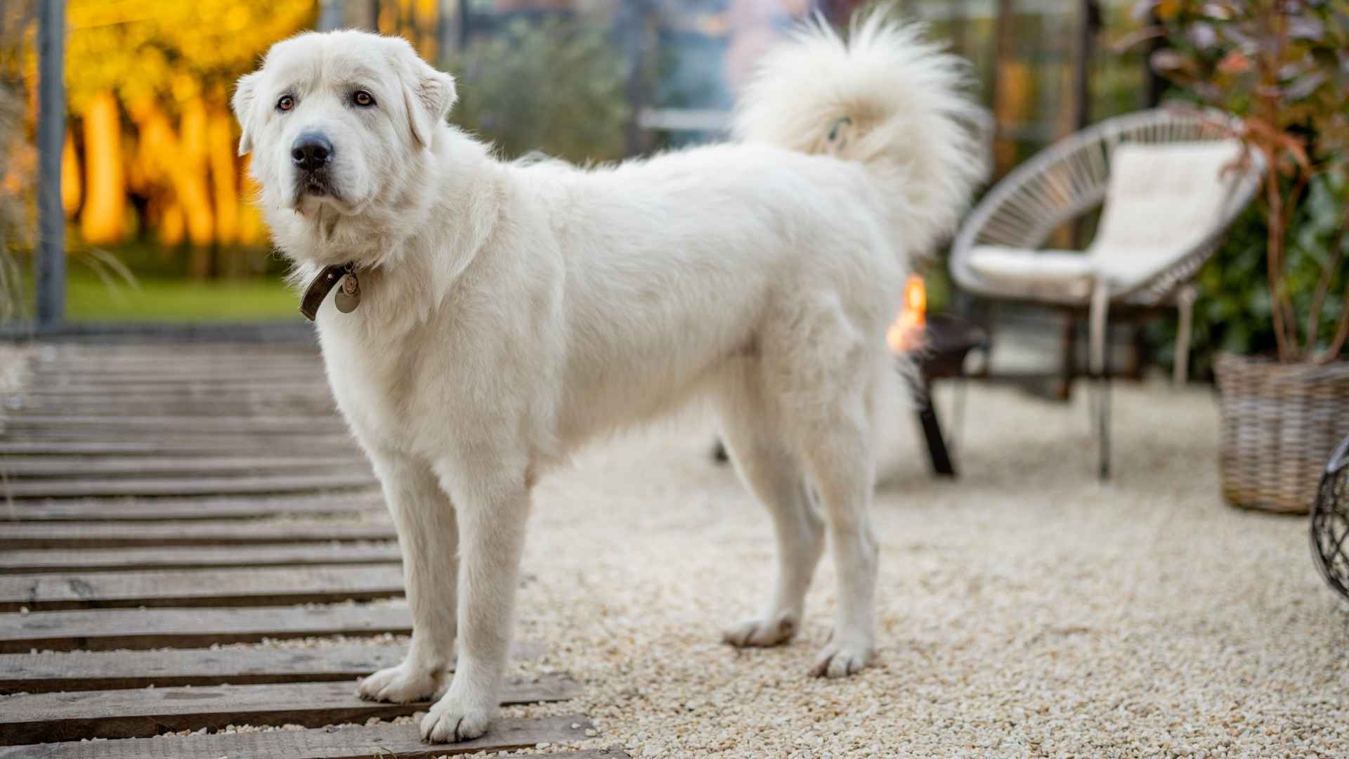 7 White Guard Dog Breeds That Are Both Protective and Majestic