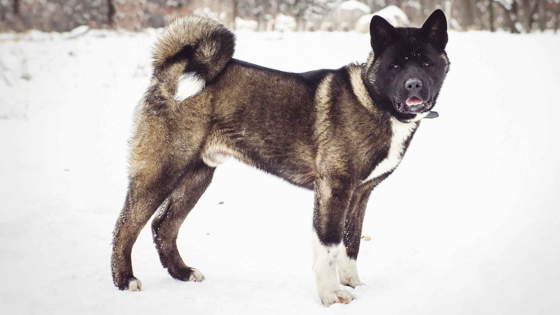 7 Worst Guard Dog Breeds For Families You Shouldn’t Rely on