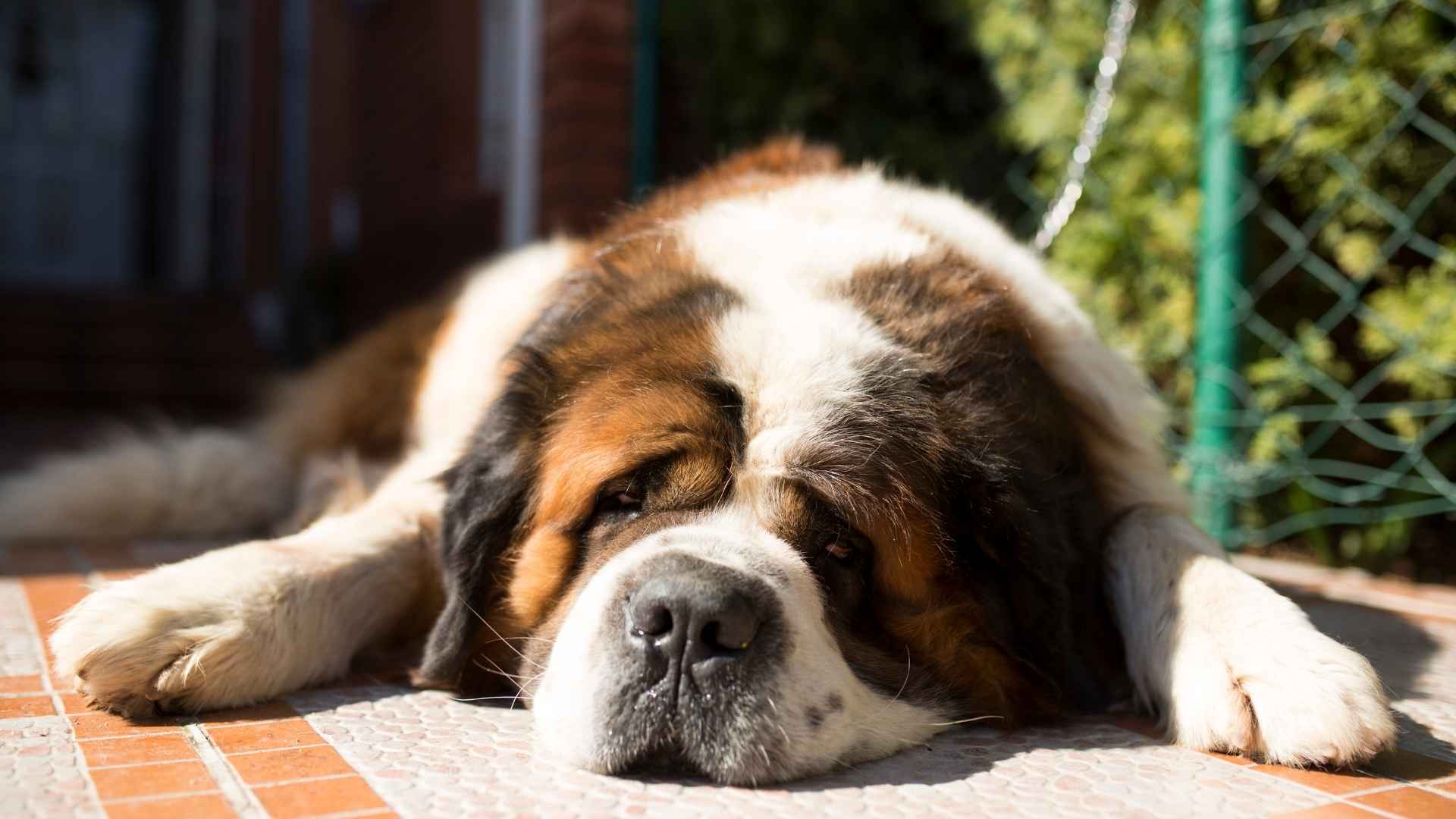7 ‘Nap-Loving’ Dog Breeds That Love A Solid Nap Schedule