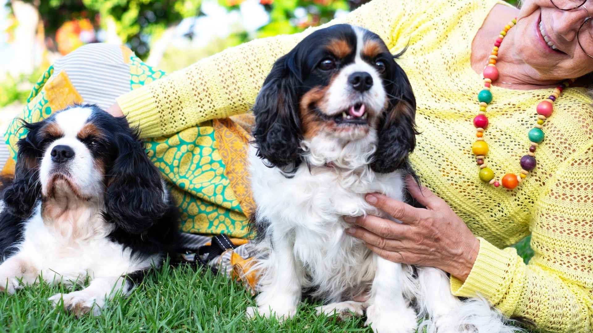 8 Dog Breeds Known For Their Gentle Approach With The Elderly