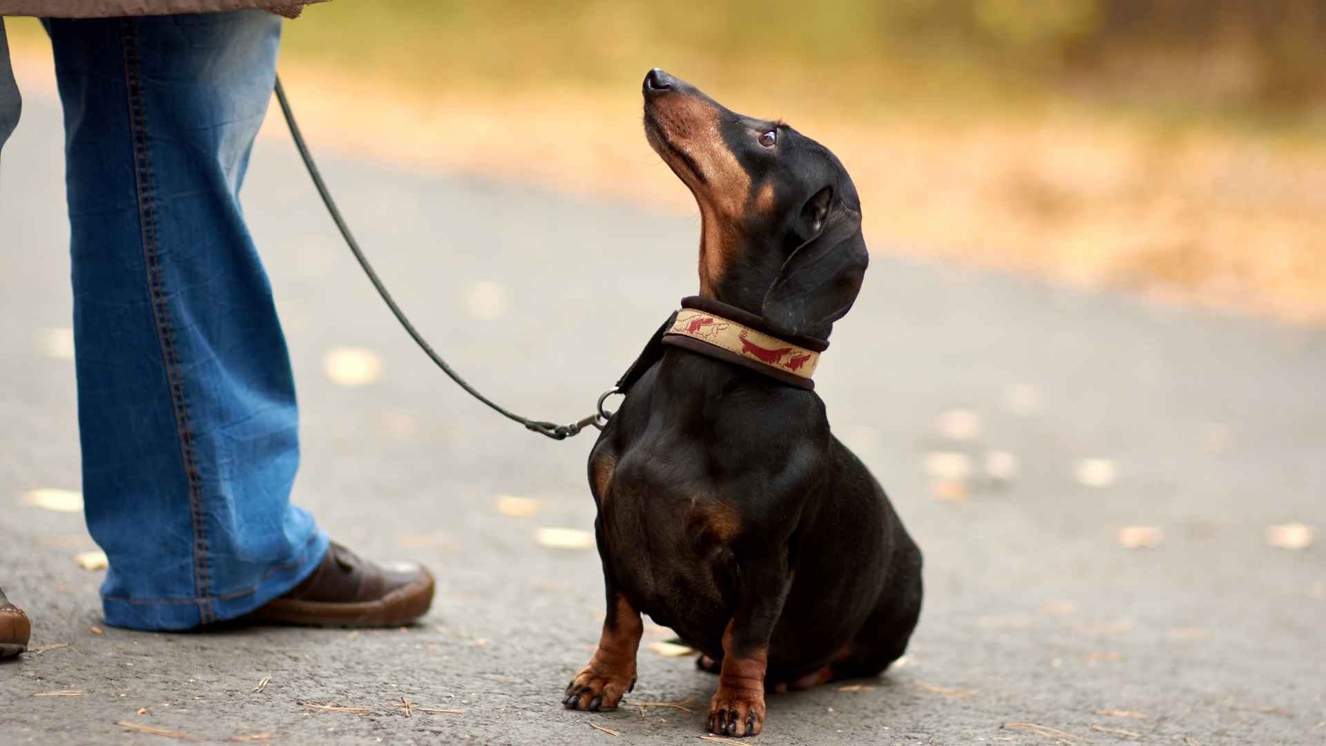 8 Dog Breeds Known for Their Unwavering Loyalty to One Owner