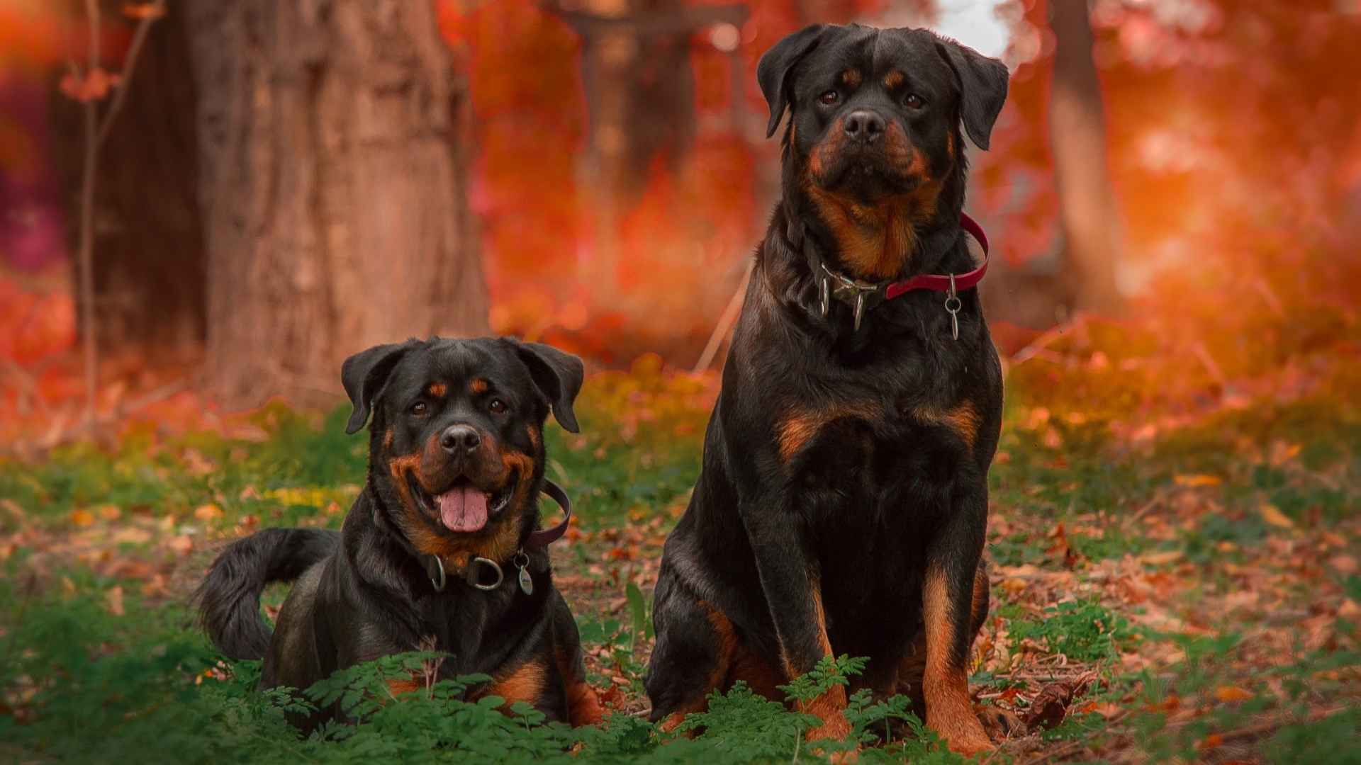 8 Dog Breeds That Are Natural-Born Leaders
