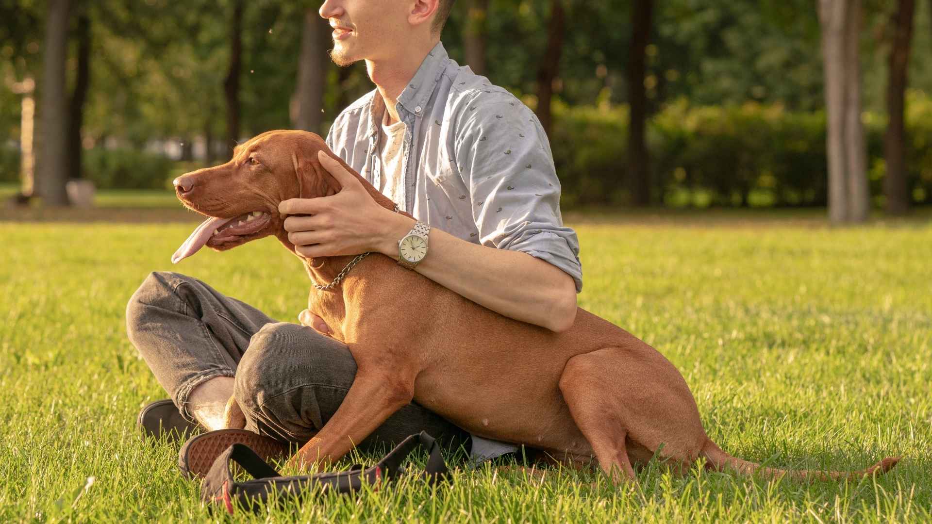 8 Most Obedient & Loyal Dog Breeds