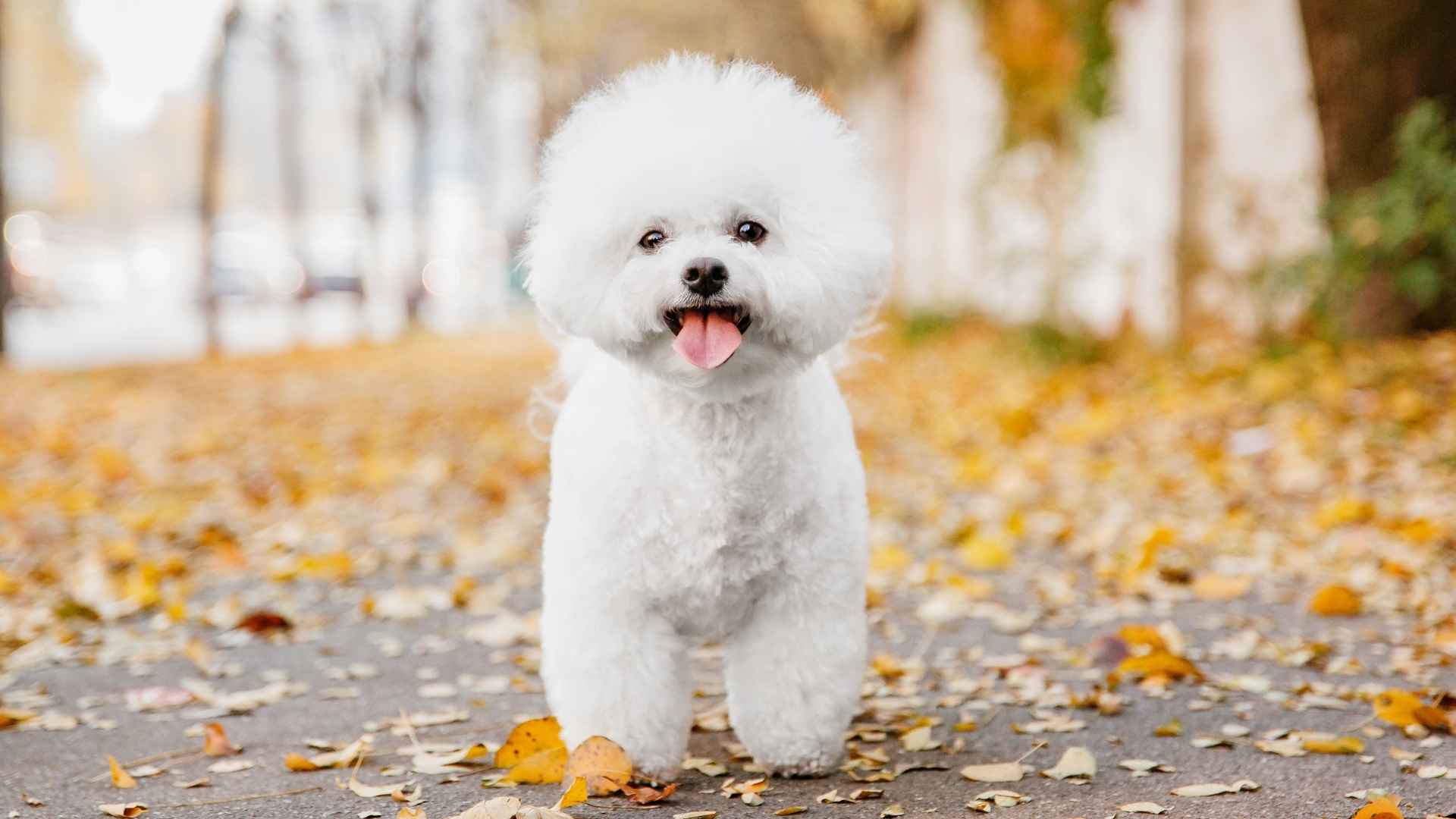9 Adorable Dog Breeds That Stay Small for Life: Lovely Little Fellows