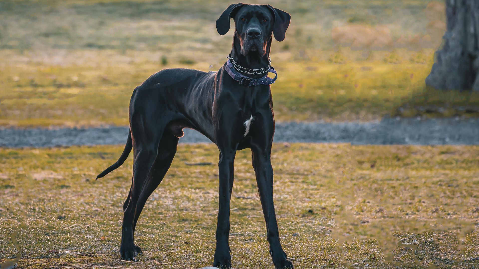 9 Awesome XL Dog Breeds that will Melt Your Heart