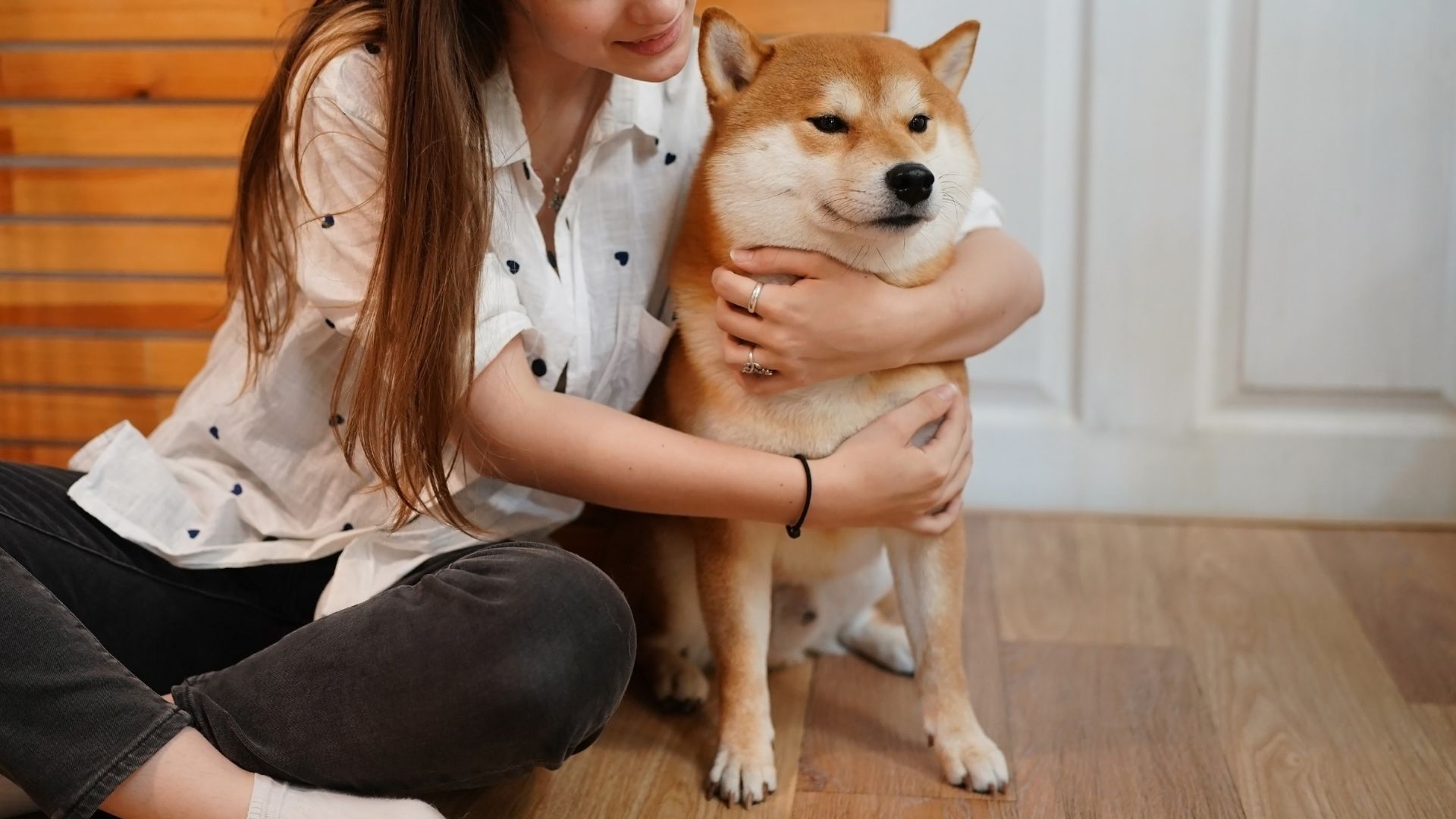 9 Bark-Free Dog Breeds For Homes that Prefer Peace over Chaos