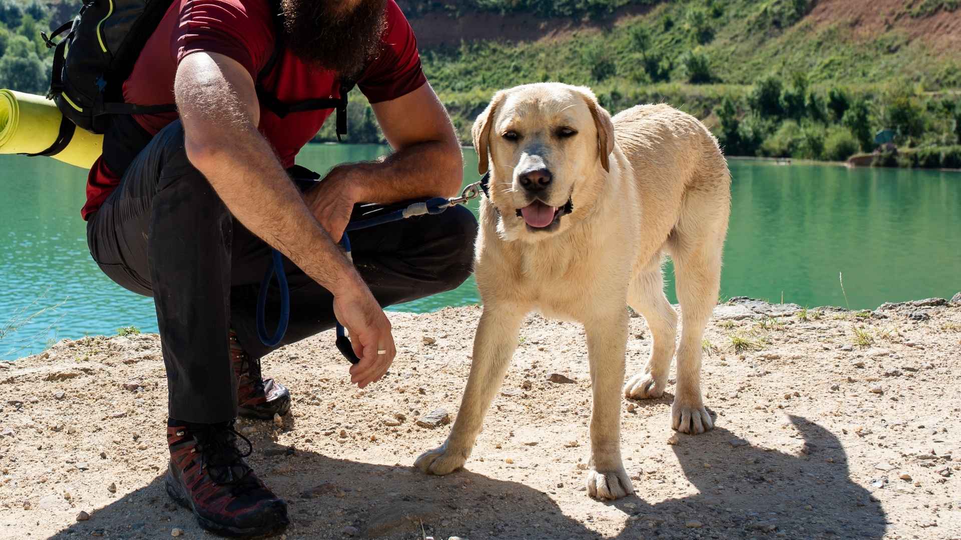 9 Best Adventurous Large Dog Breeds for Hiking, Camping, and More