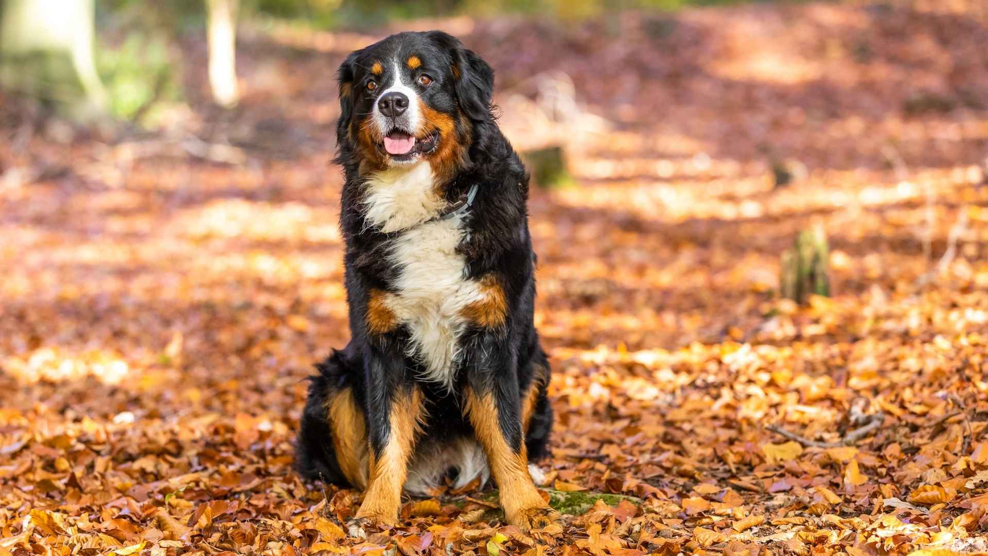 9 Best Behaved Dog Breeds: Polite, Calm & Easy to Live With