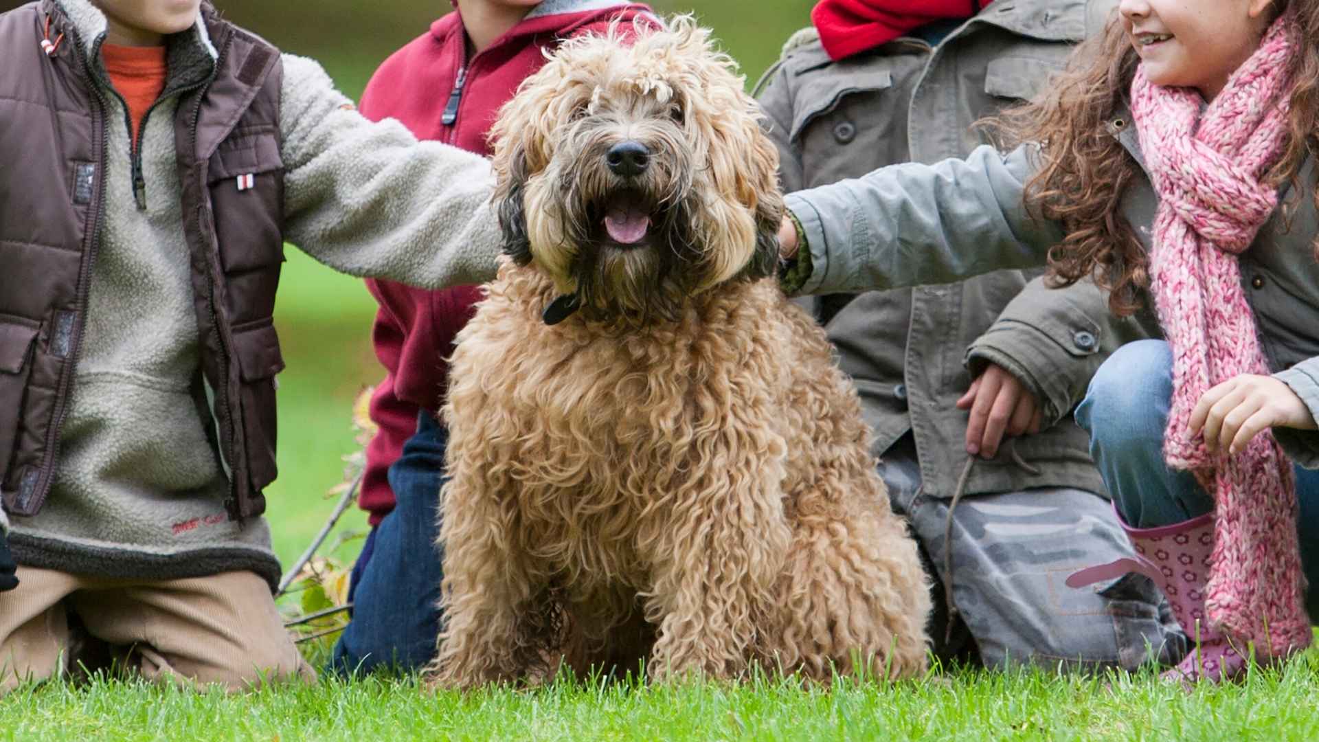 9 Best Dog Breeds For Large Families With Kids of All Ages