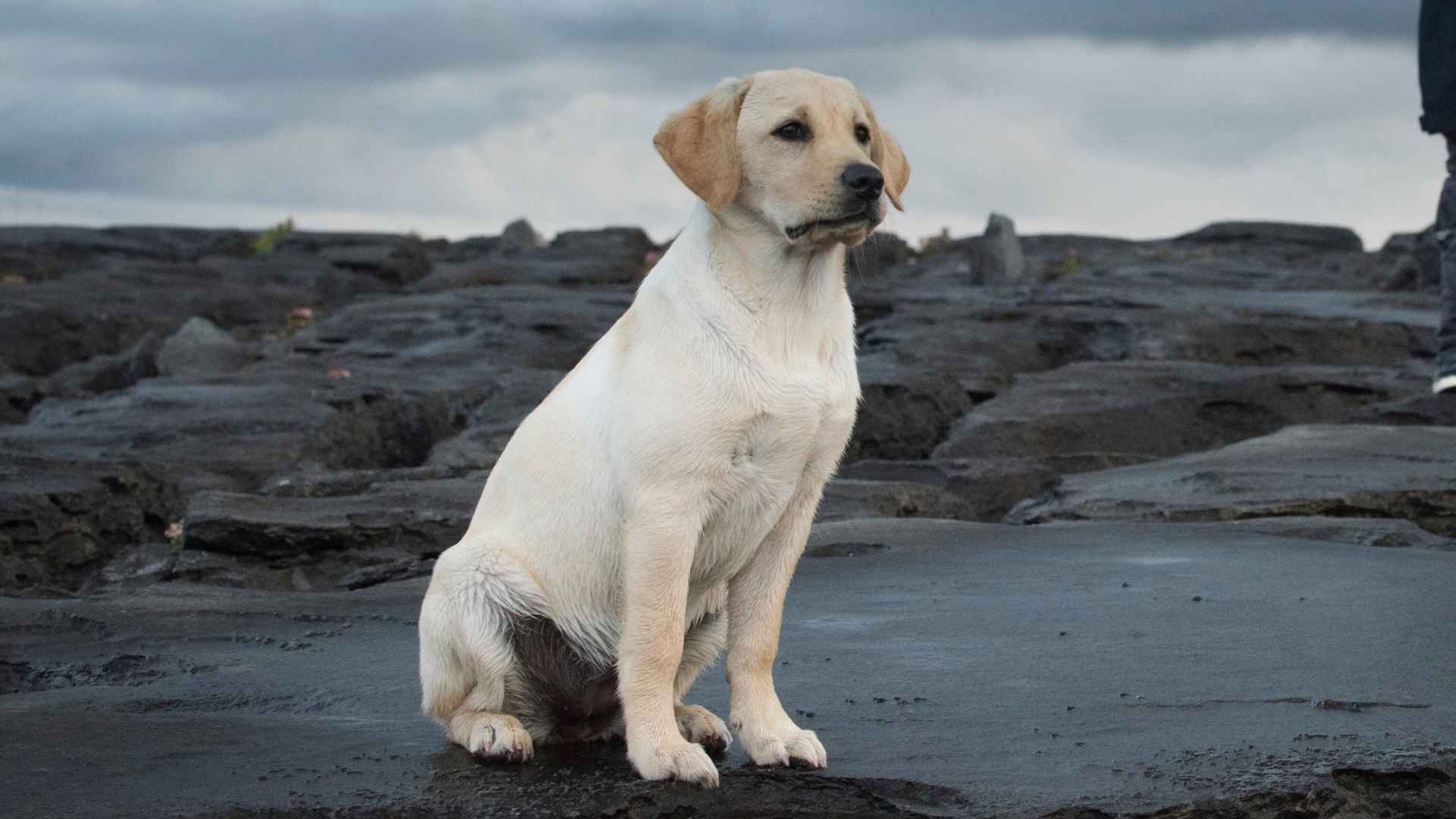 9 Best Dog Breeds That Stay Calm During Storms and Loud Weather