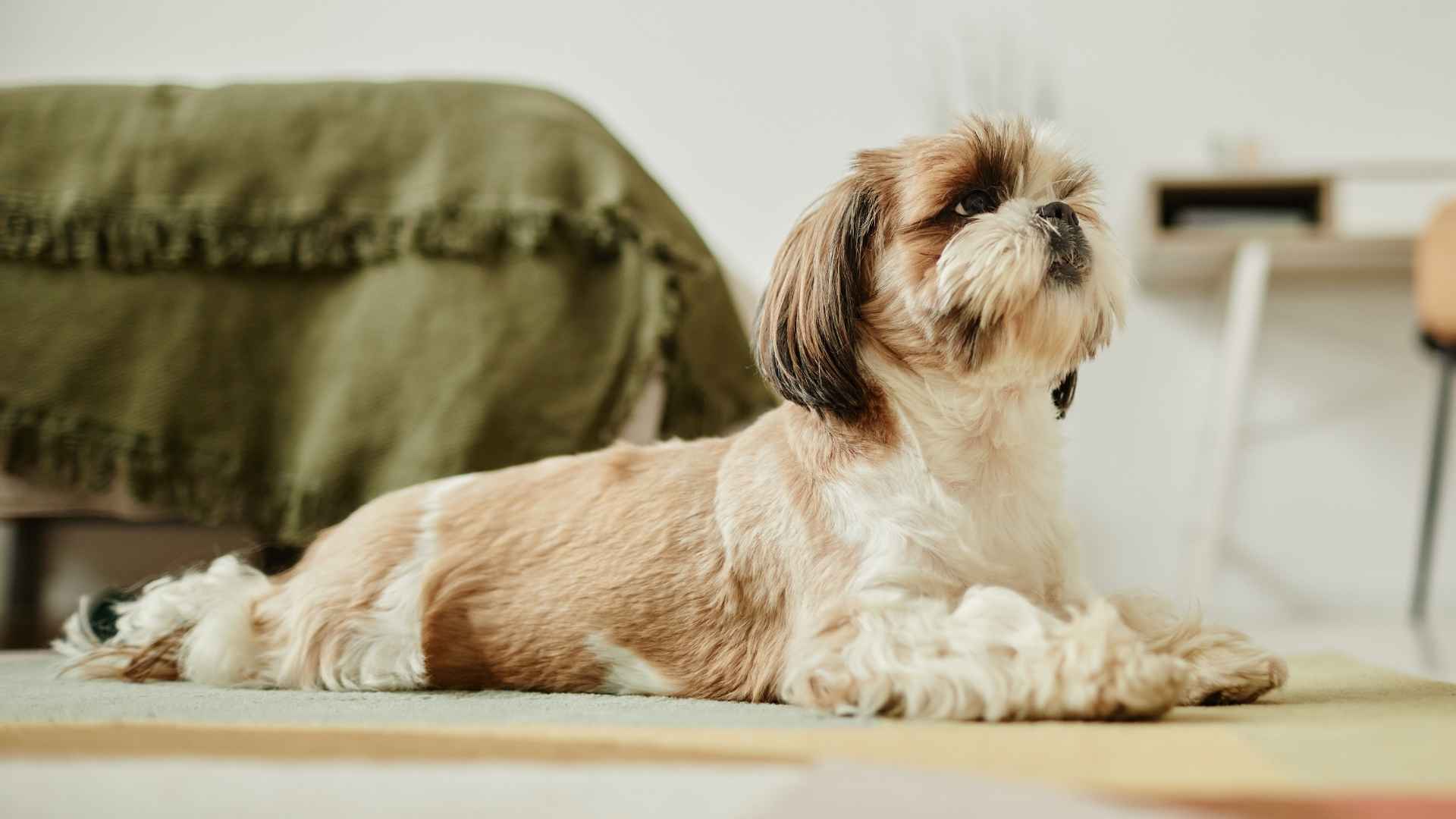 9 Best Dog Breeds for Tiny Studio Apartments Built for Urban Living