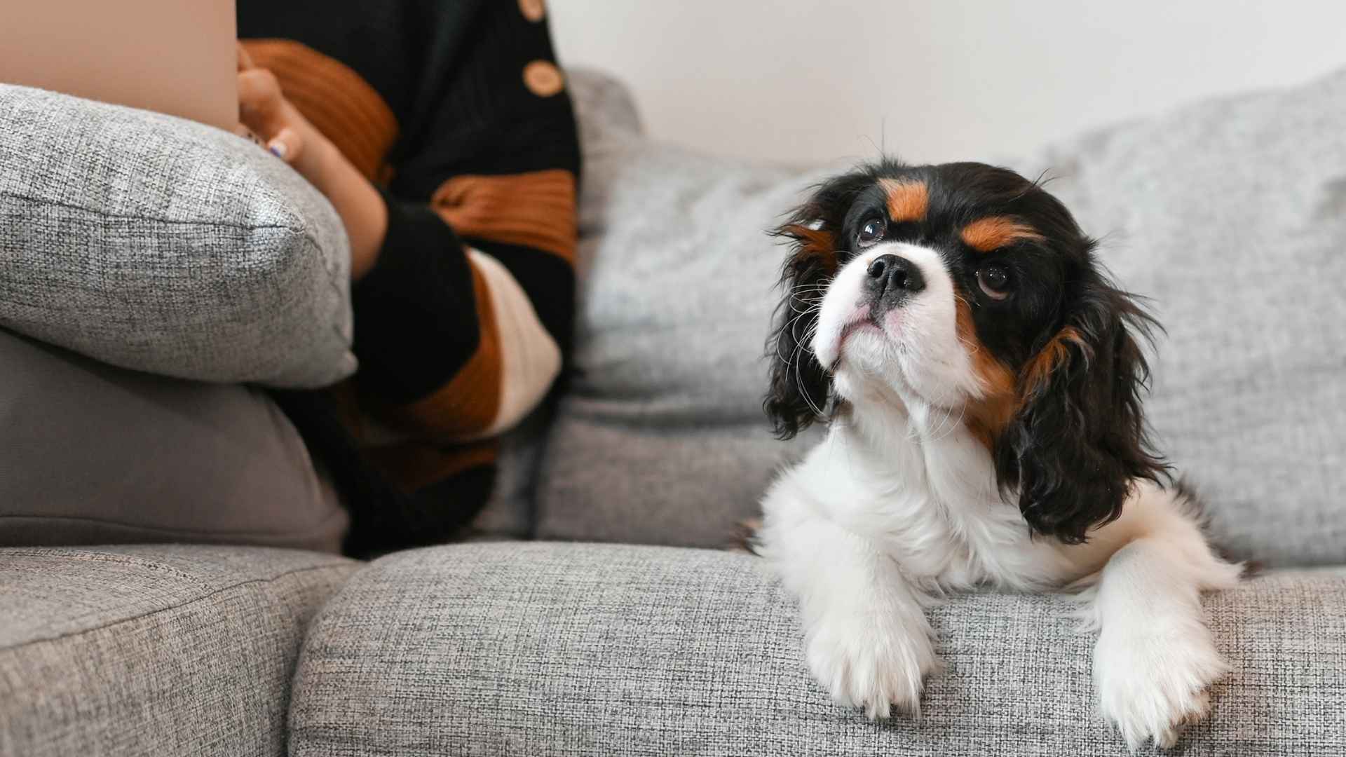9 Best Dog Breeds for Working Professionals Who Work Long Hours