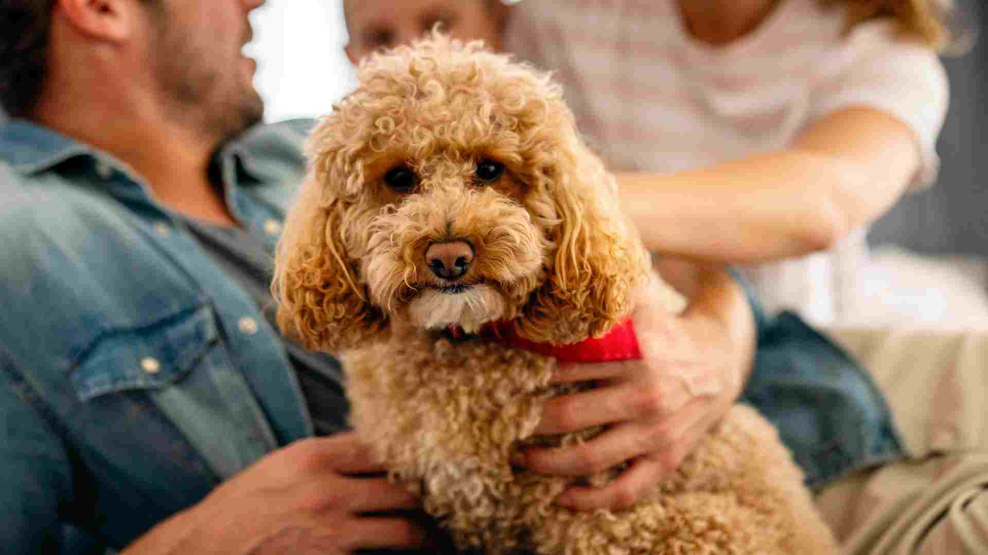 9 Best Family Dog Breeds That Are Loving, Loyal & Kid-Friendly
