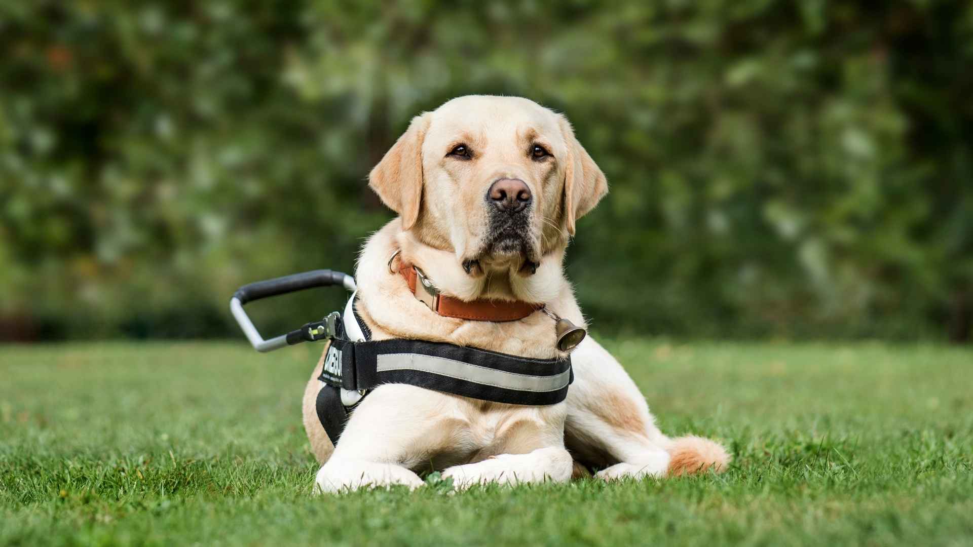 9 Best Service Dog Breeds for Emotional & Physical Support