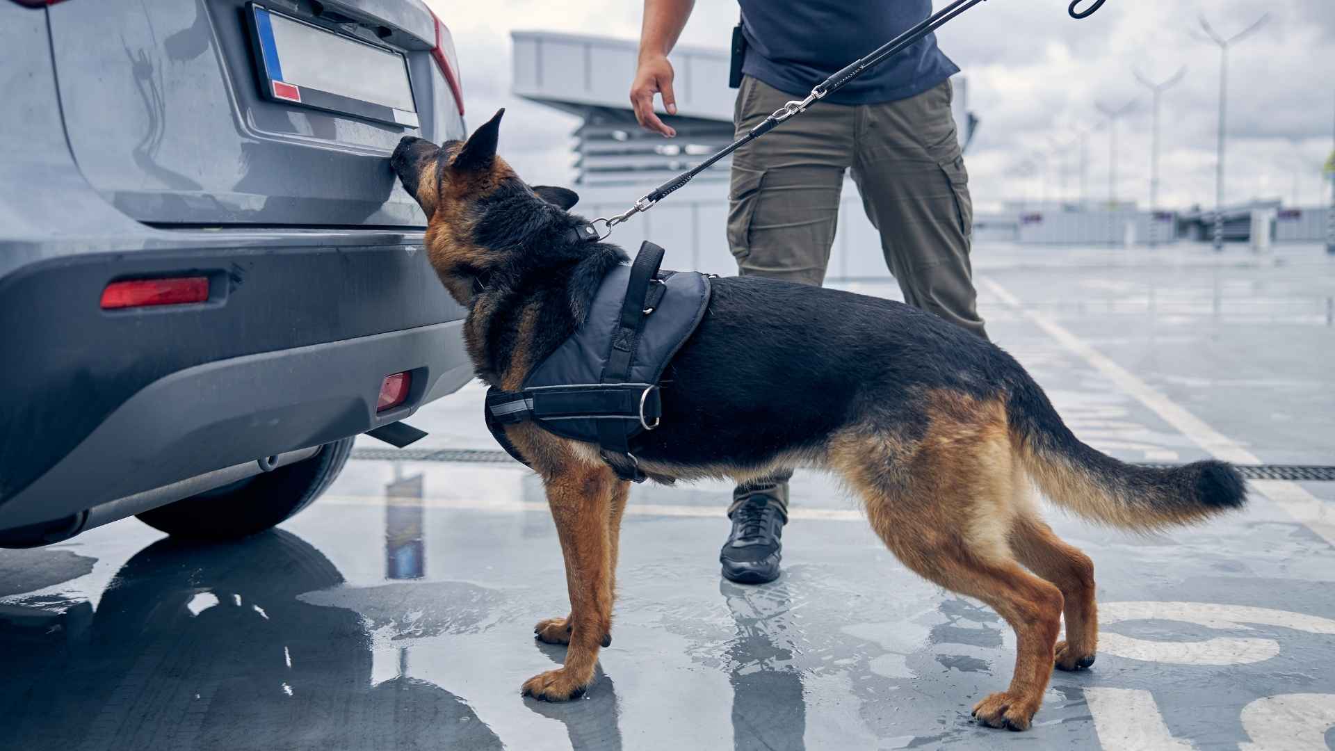 9 Best Sniffing Dog Breeds: Blessed With The Strongest Noses