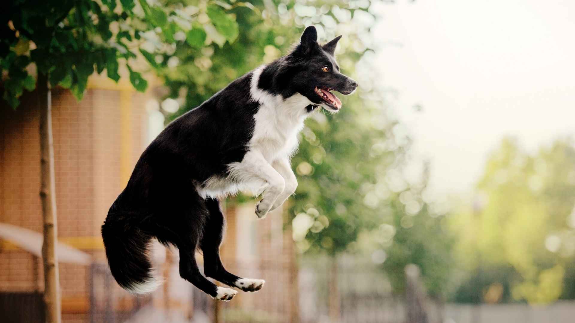 9 Bouncy Dog Breeds That Live Life on Fast-Forward