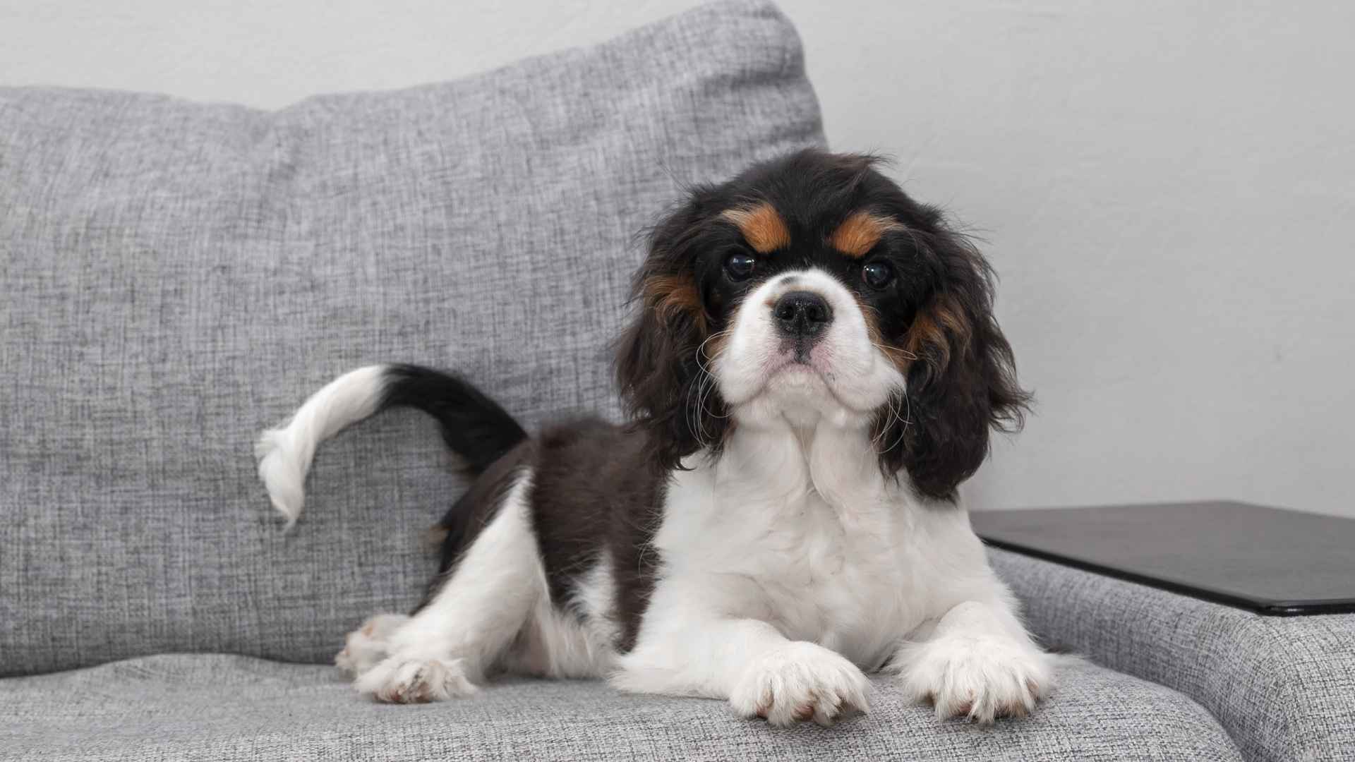 9 Calm Dog Breeds That Are Surprisingly Low-Energy Indoors