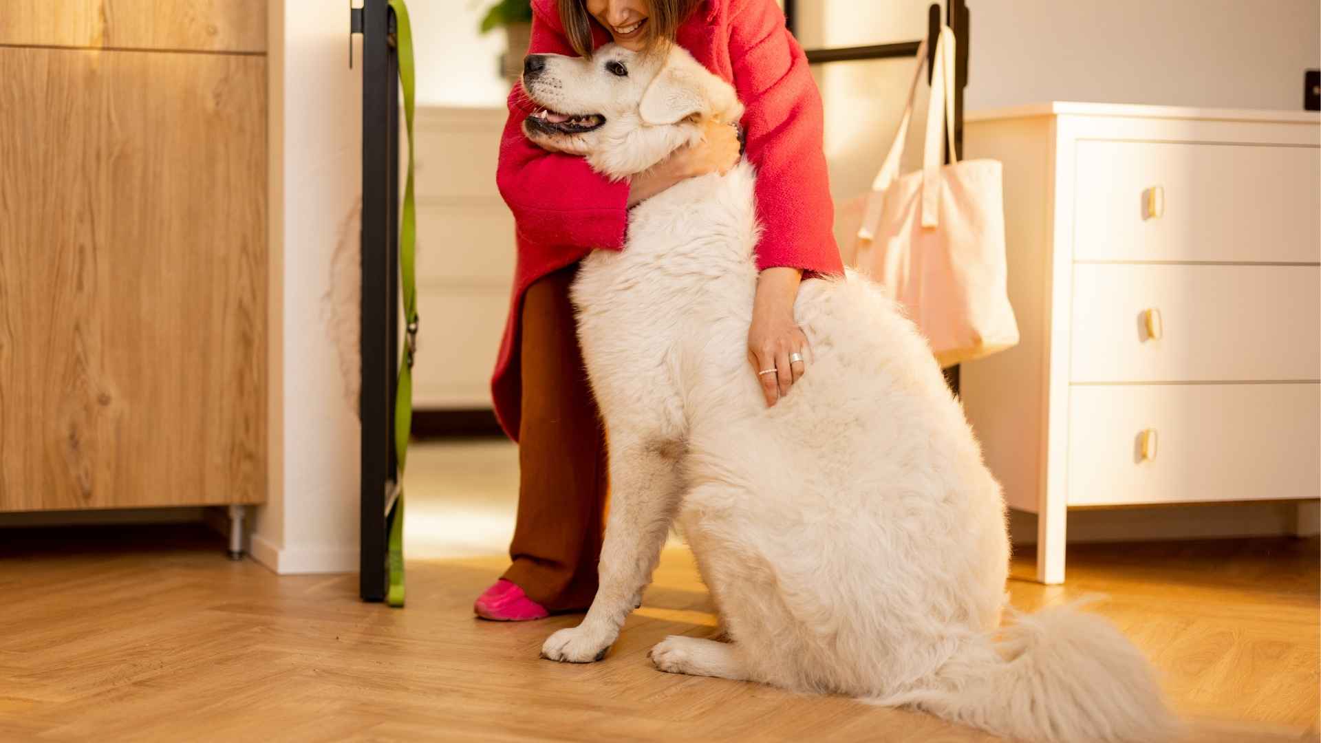 9 Calm Dog Breeds That Get You Like No One Else
