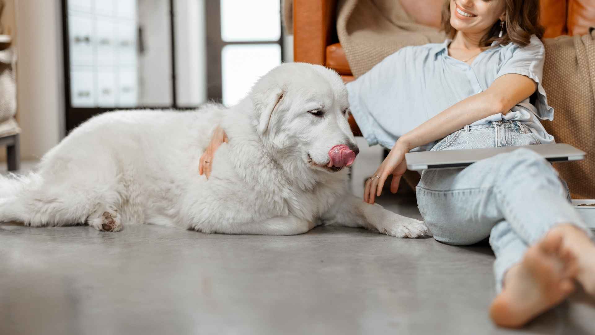 9 Calm Dog Breeds That Love Routine