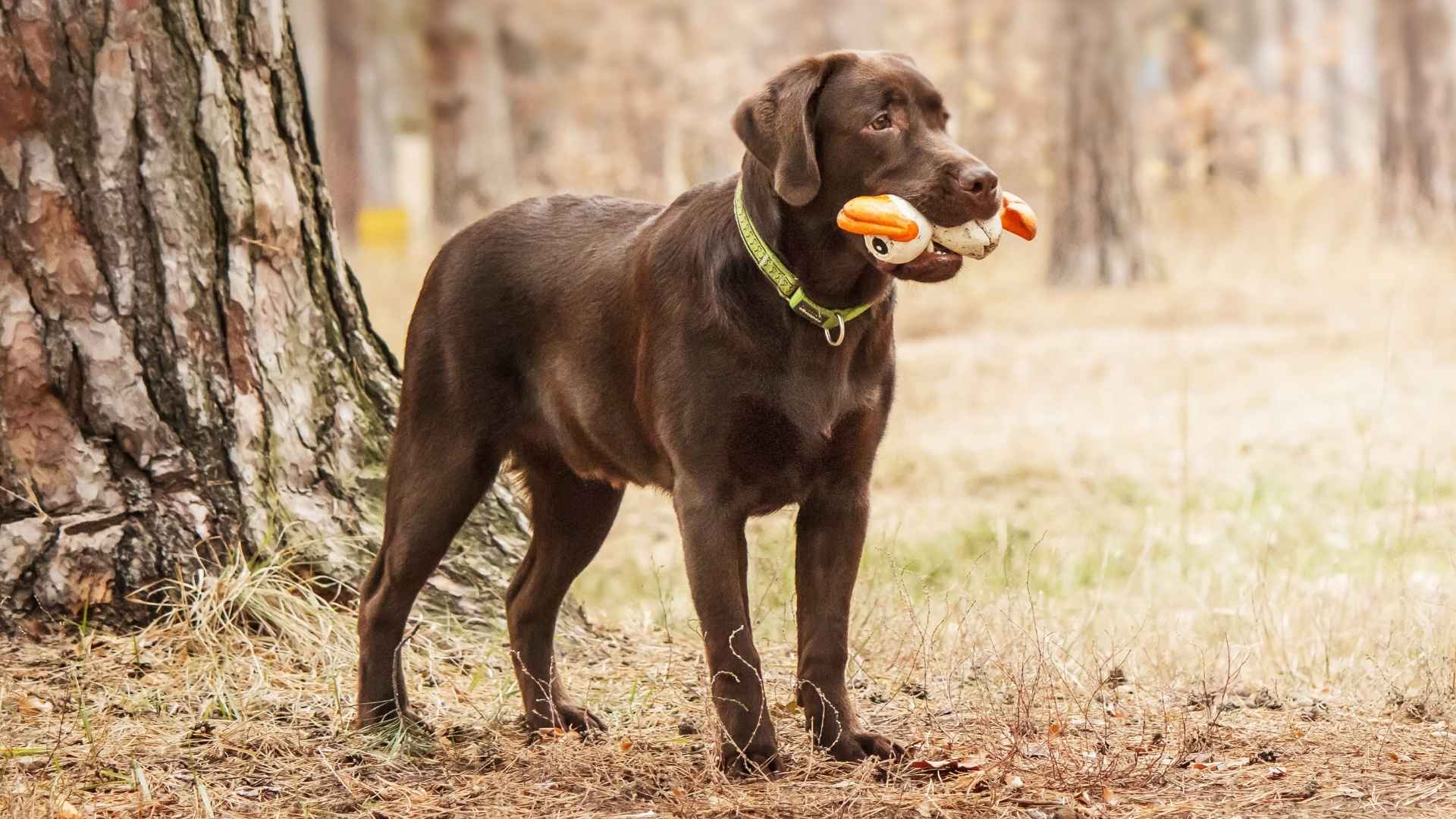 9 Chocolate Dog Breeds For Families: Sweet as They Look