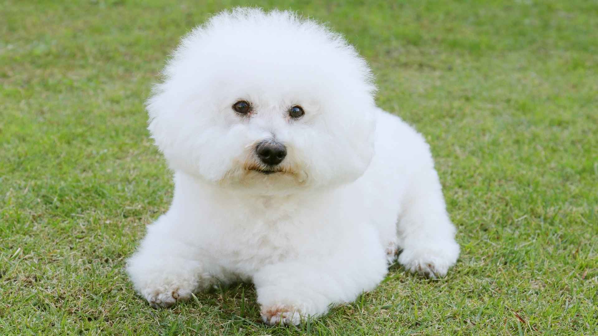 9 Cleanest Dog Breeds With Minimal Doggy Odor