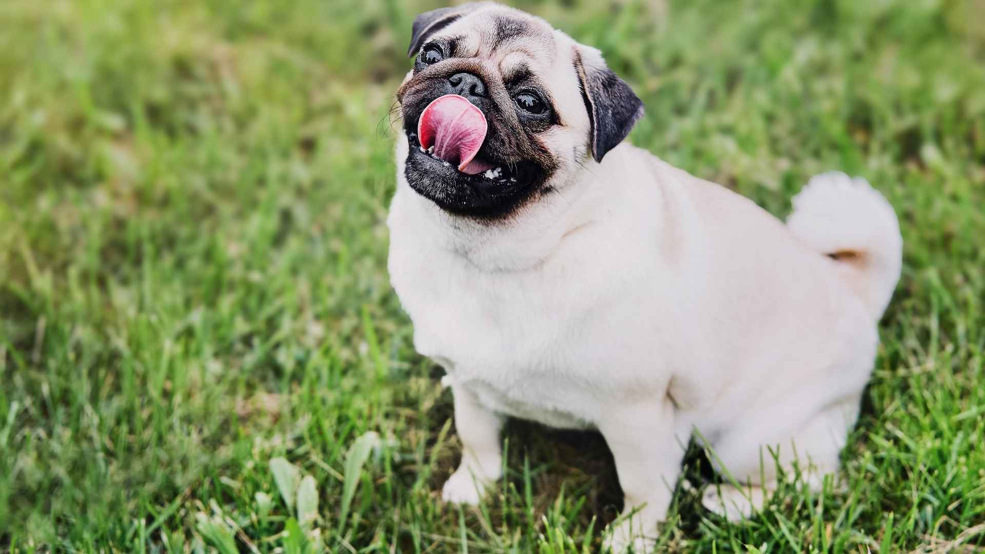 9 Clown-Like Dog Breeds That Will Make You Laugh